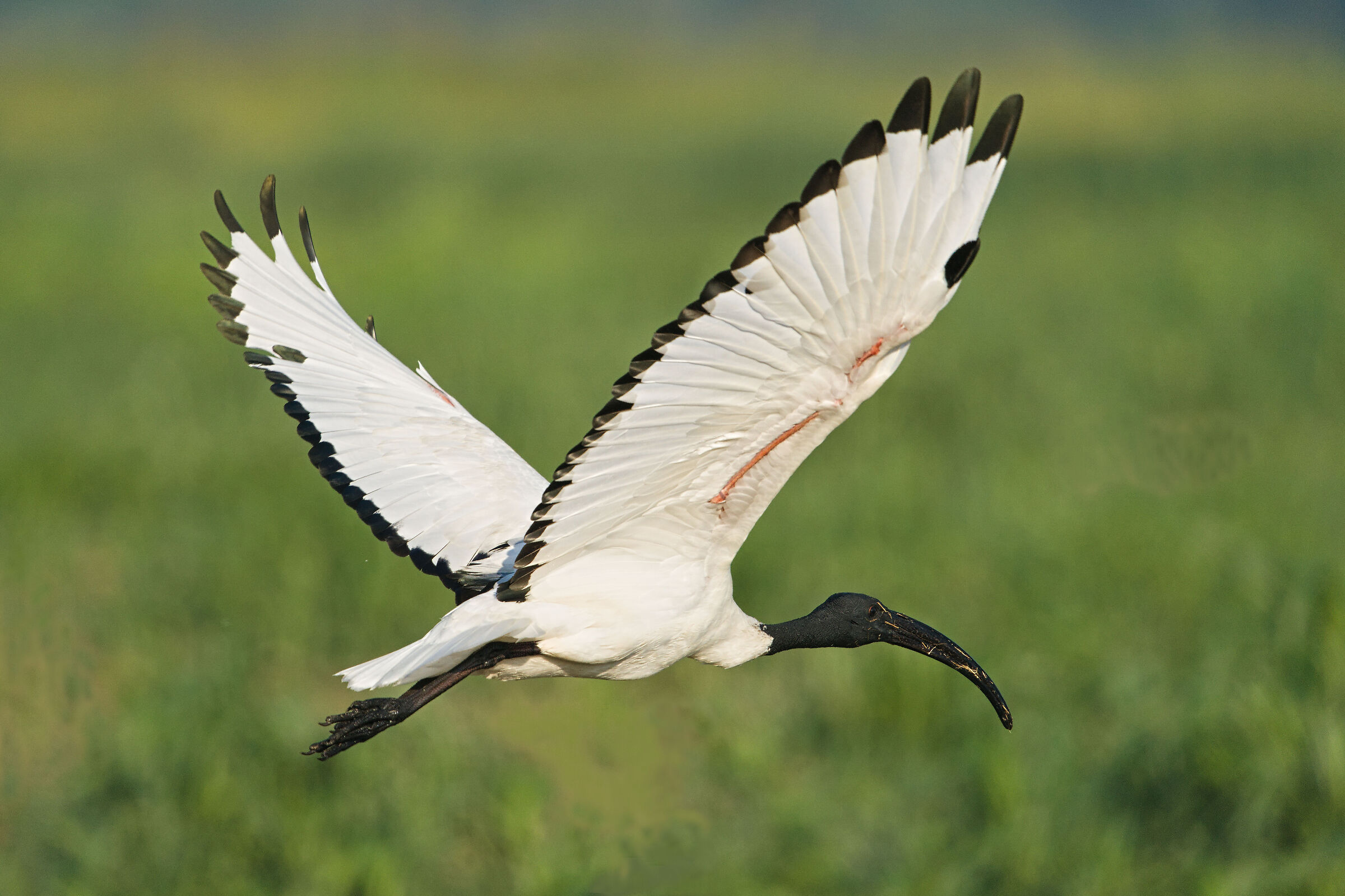 Sacred ibis
