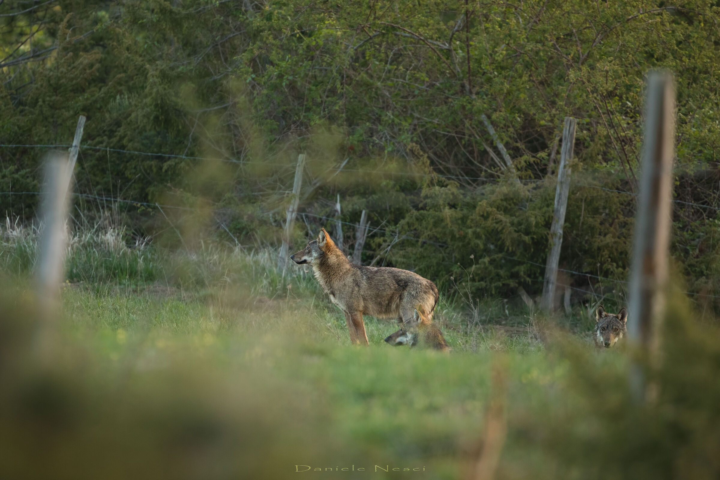 Lookout predator