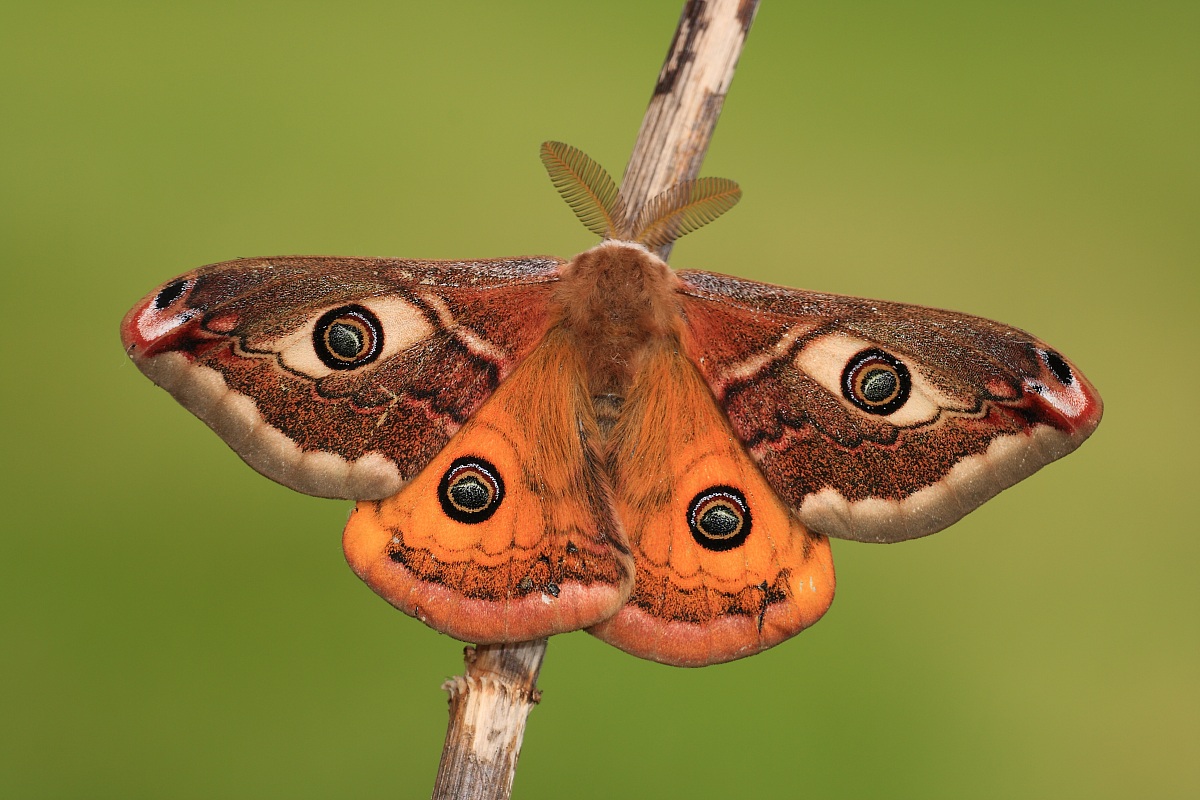 Saturnia pavoniella (maschio)