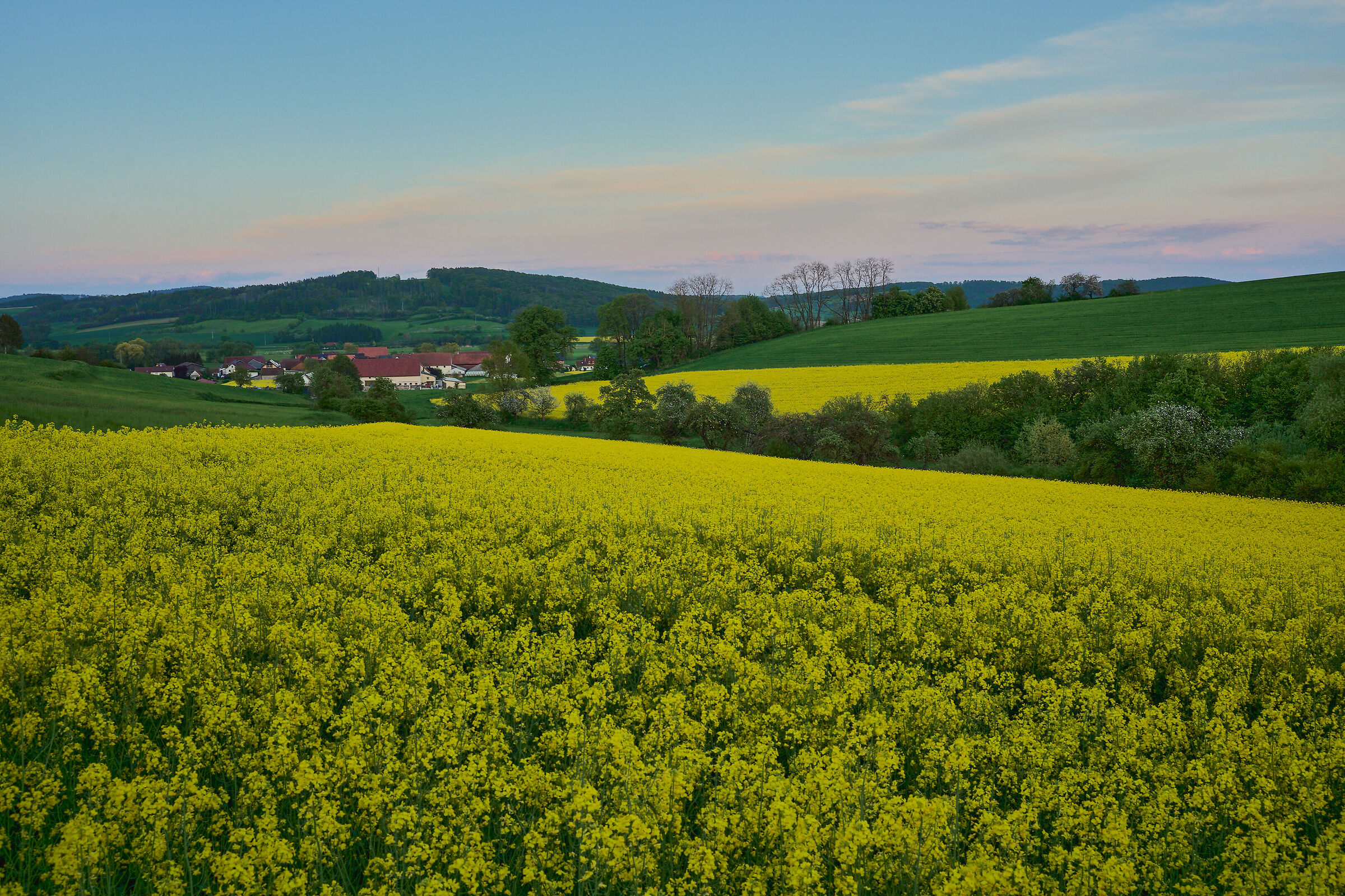 Campo di colza tra Bamberg e Coburg