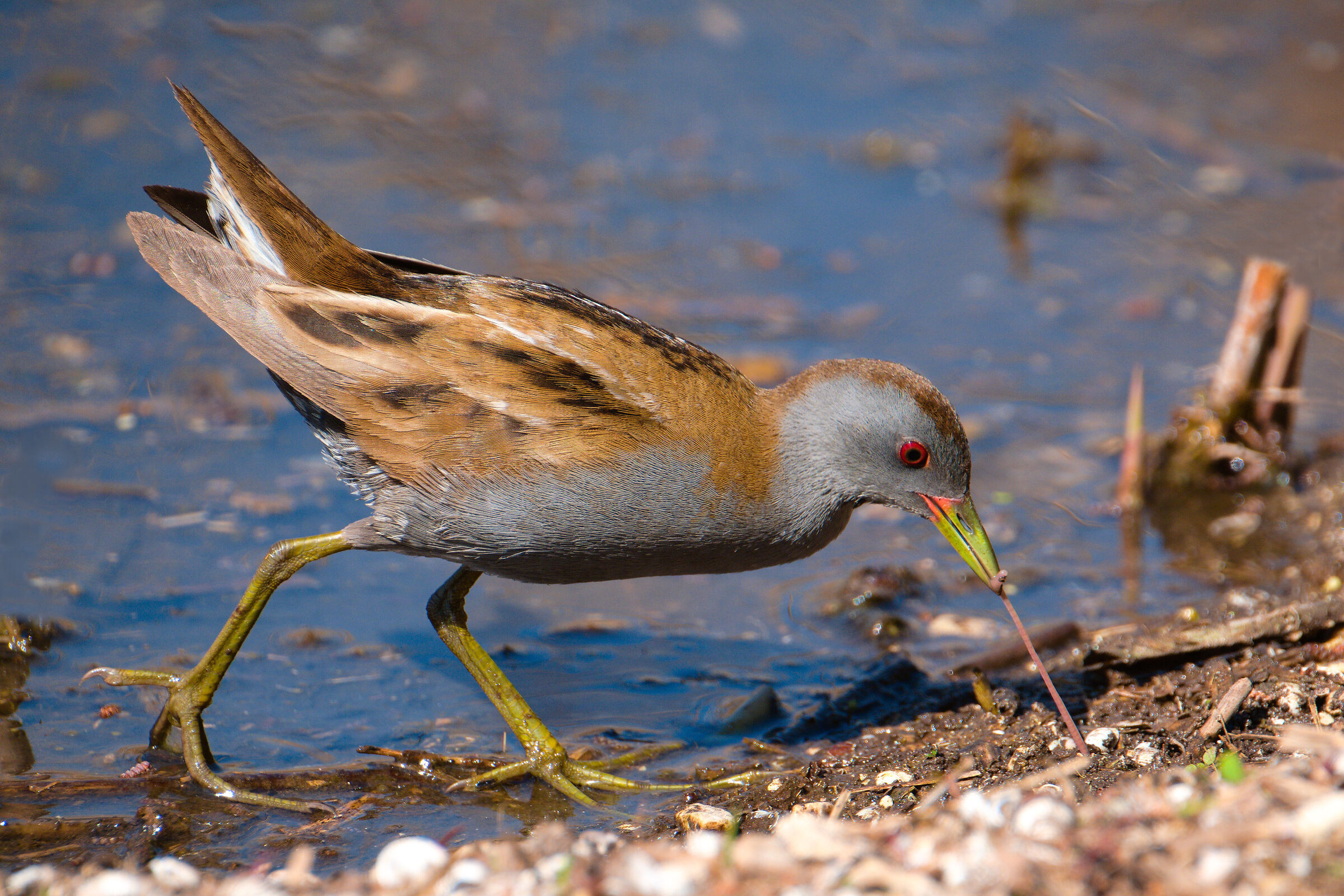 Little crake