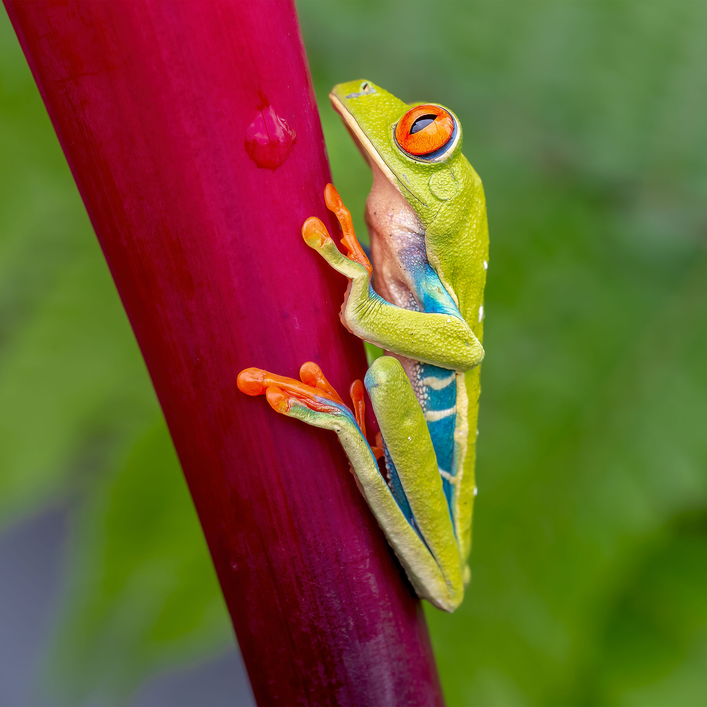 red eye tree frog
