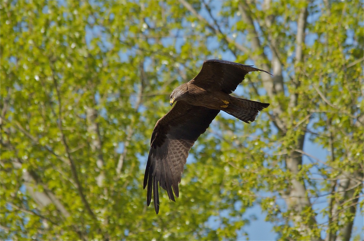 Nibbio Brno ambientato