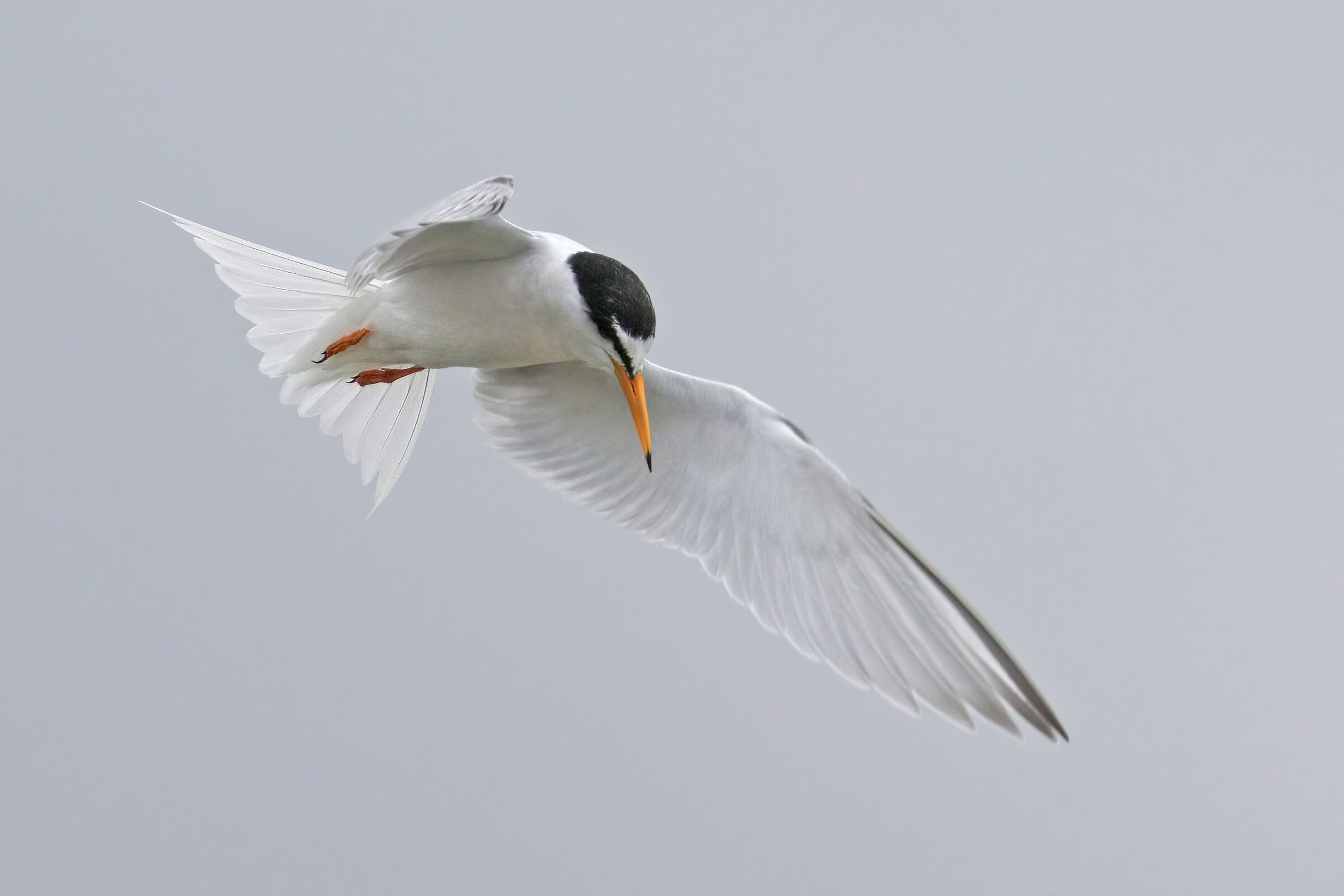 Little tern