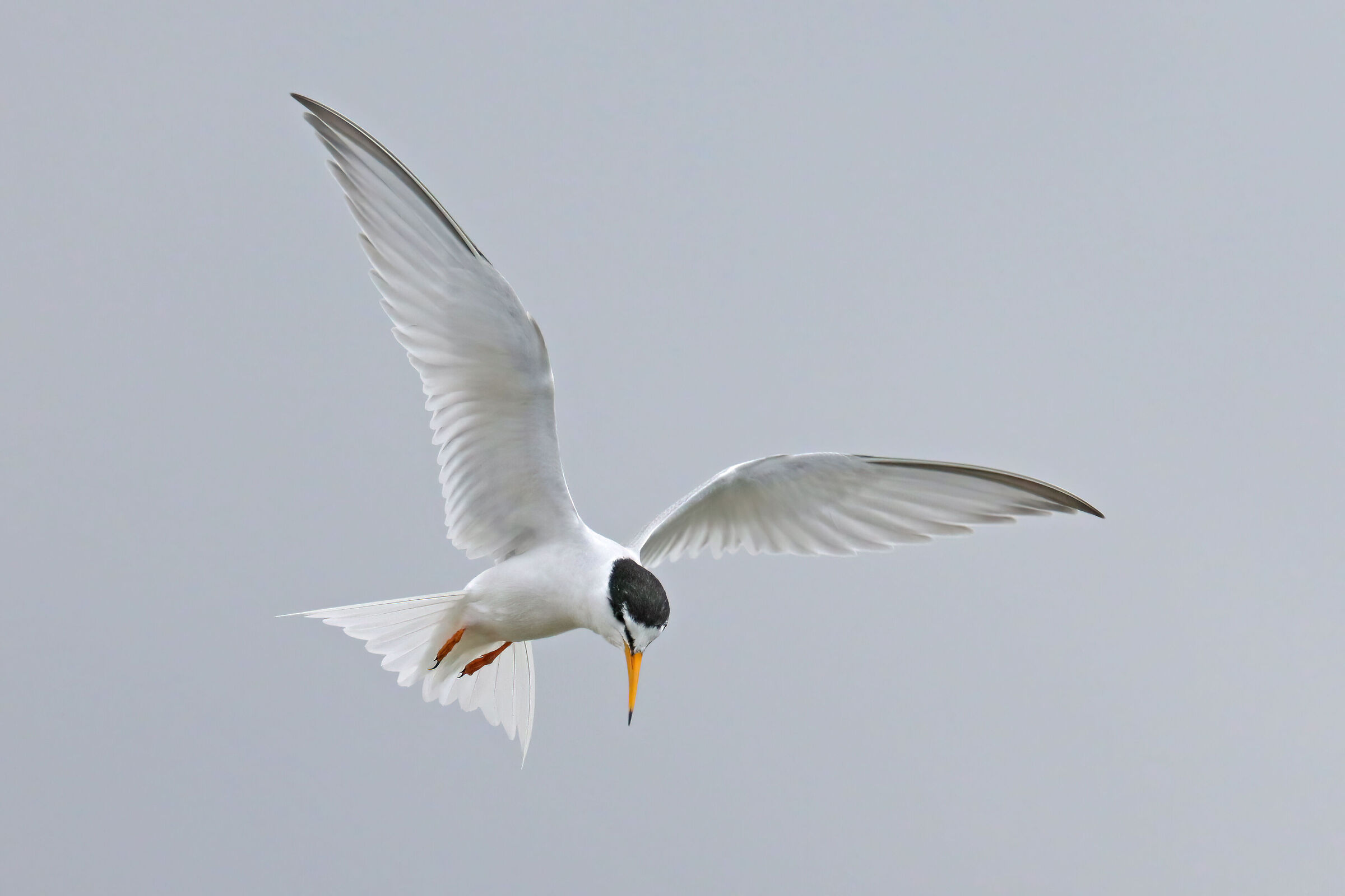 Little tern