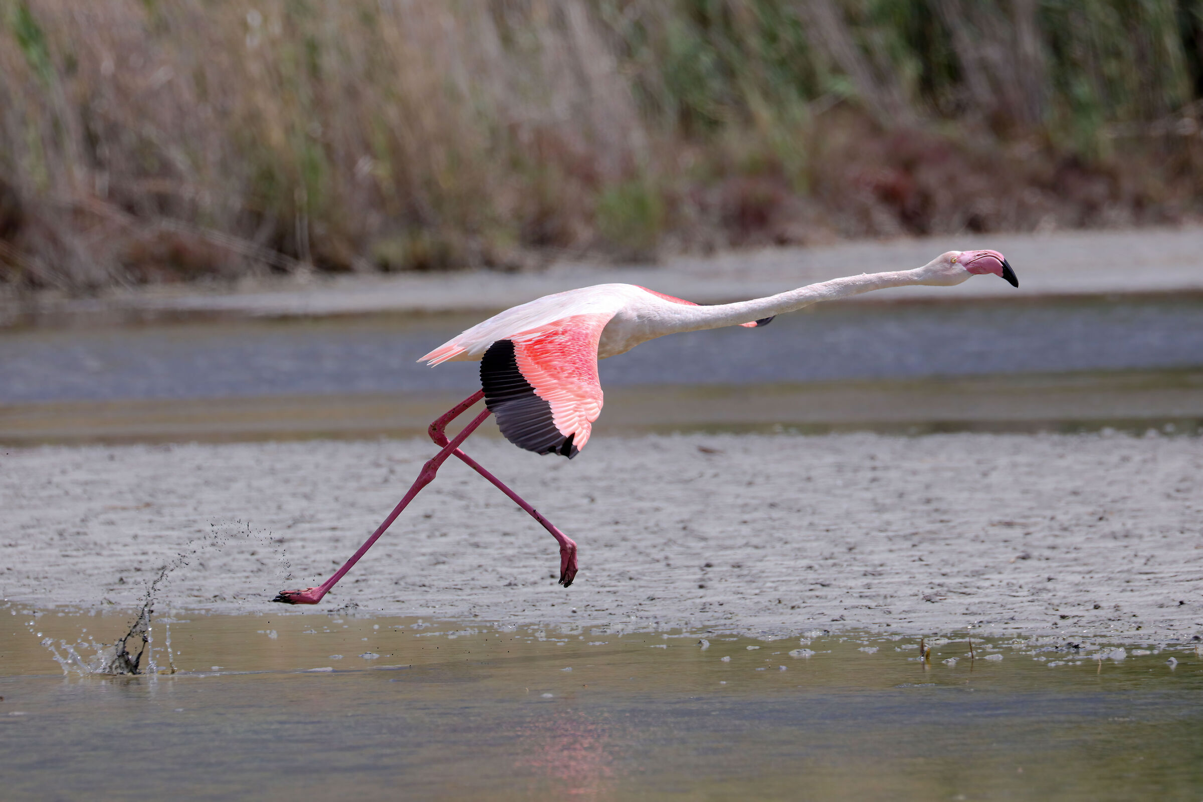 Pink flamingo