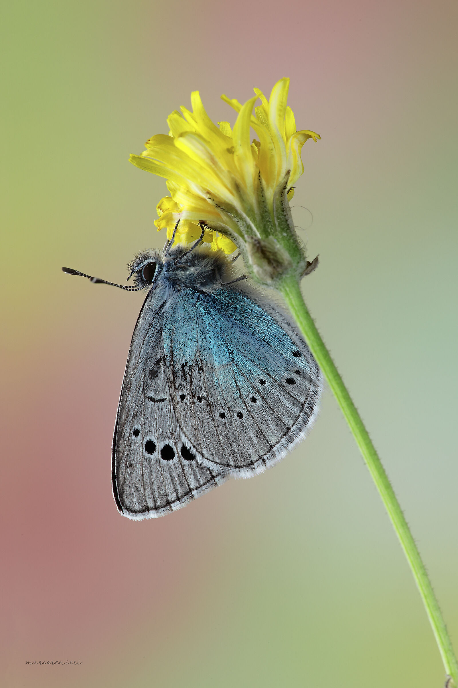 Glaucopsyche alexis