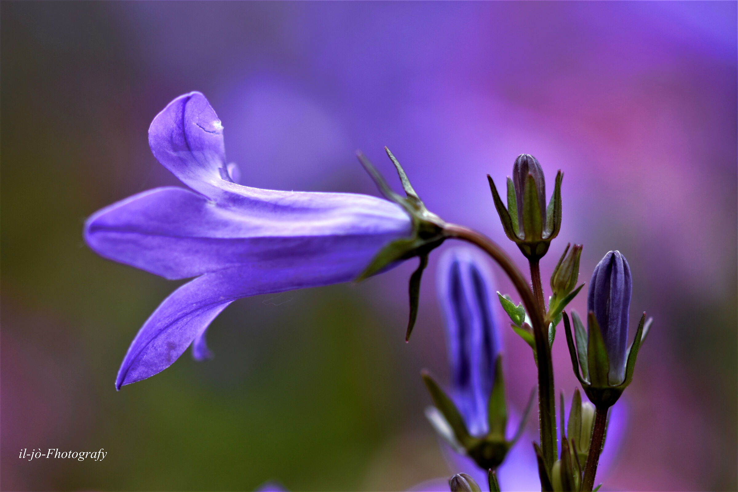 Untitled Photo
