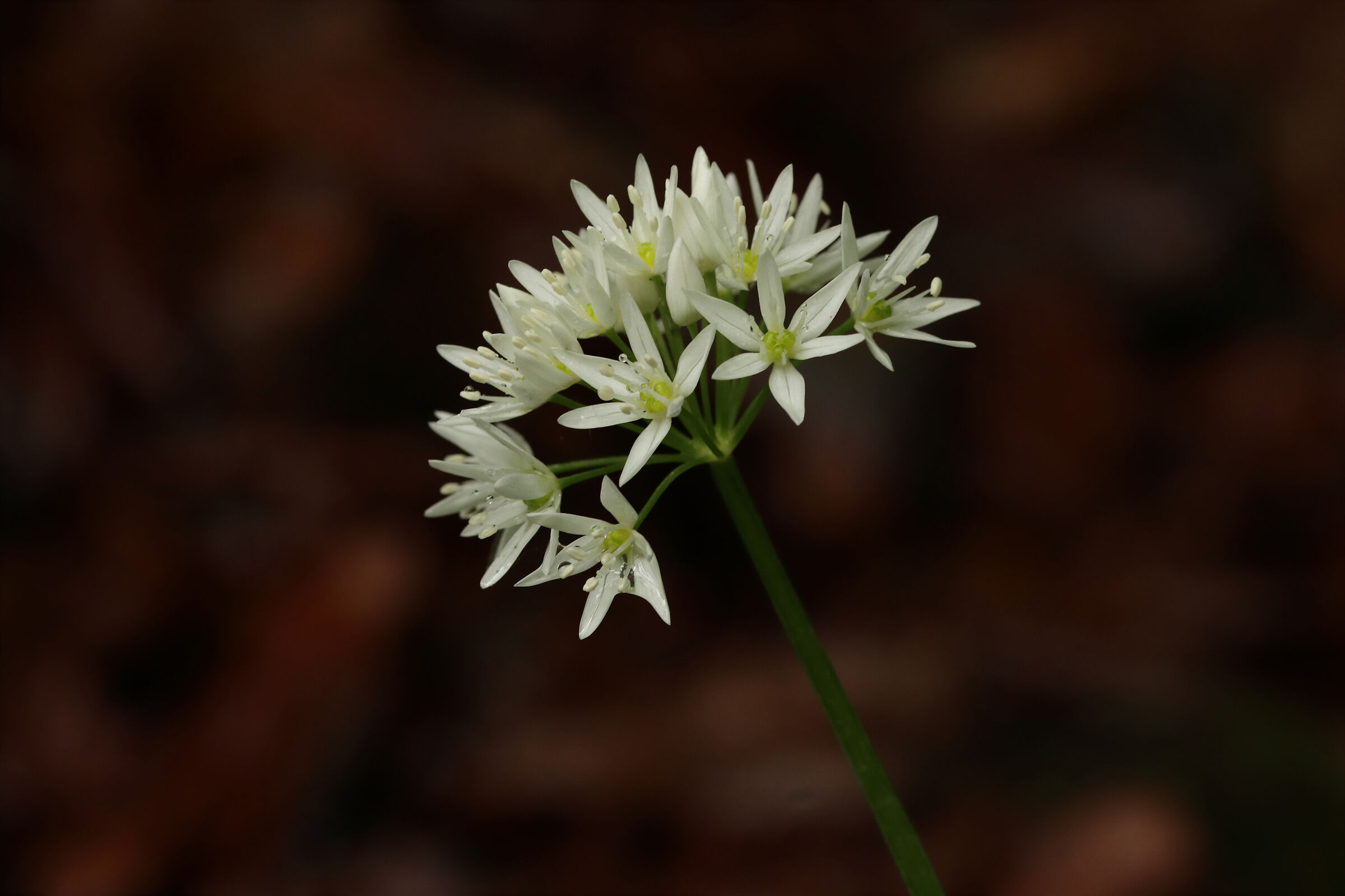 wild garlic has bloomed