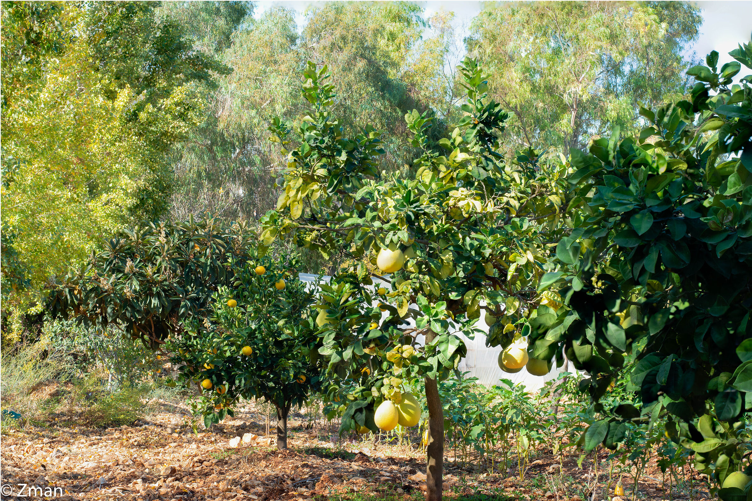 Orange Trees