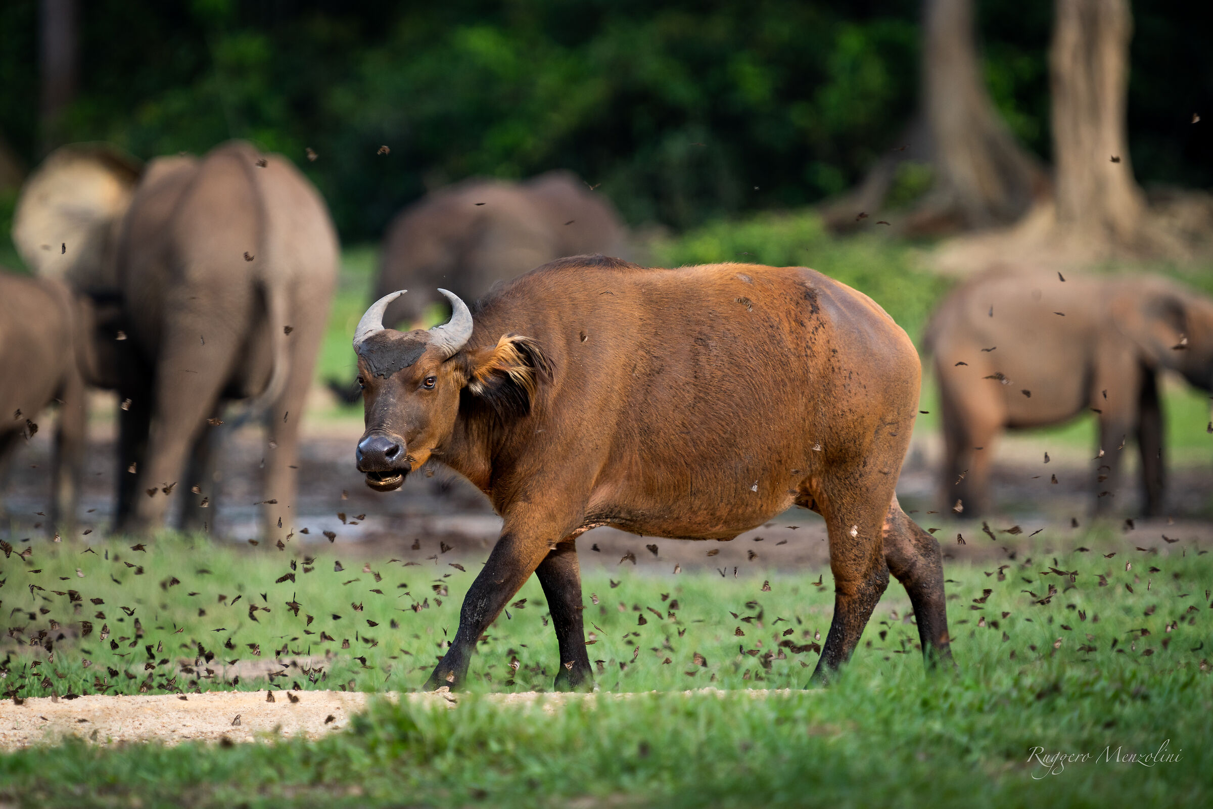 African forest buffalo