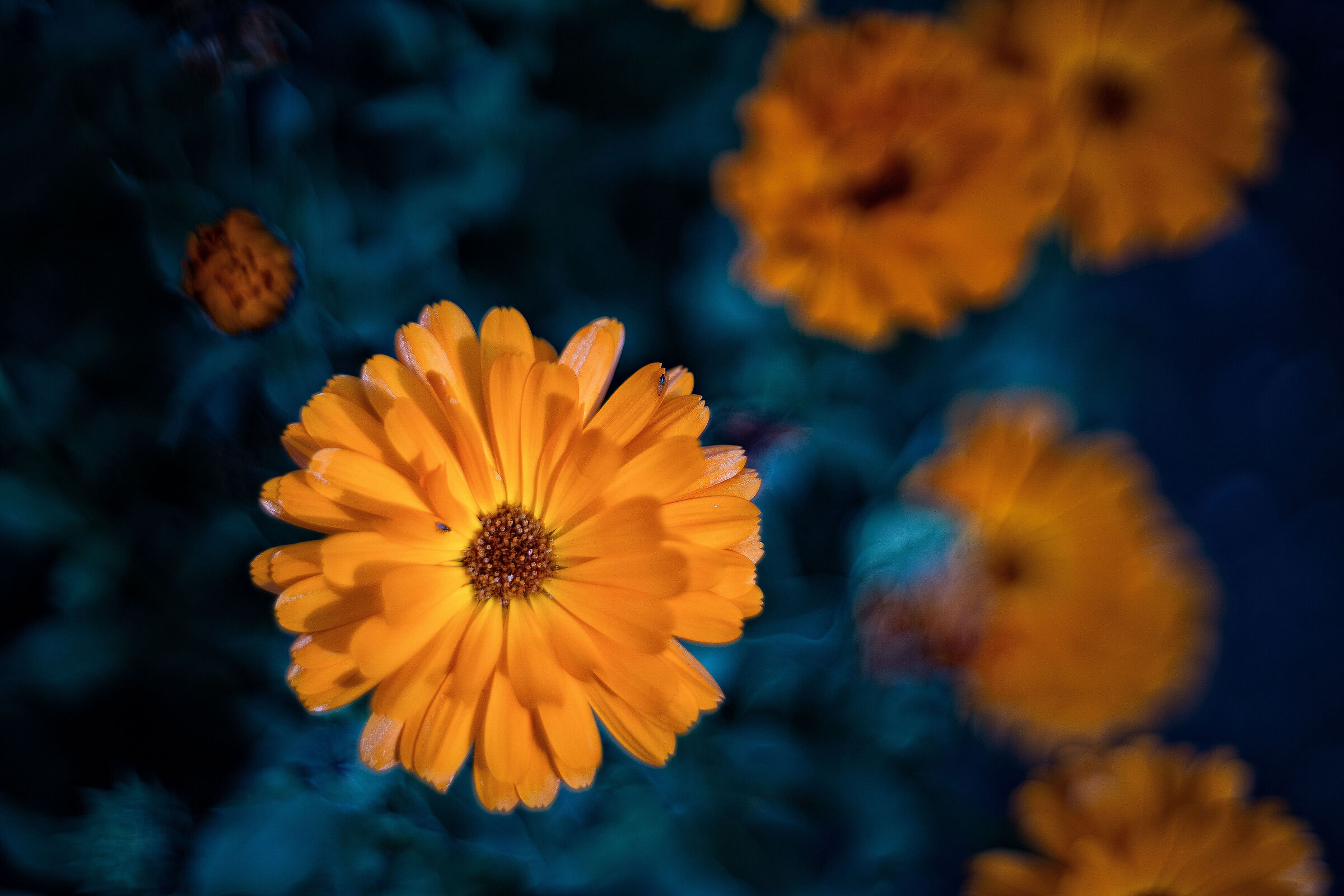 calendula