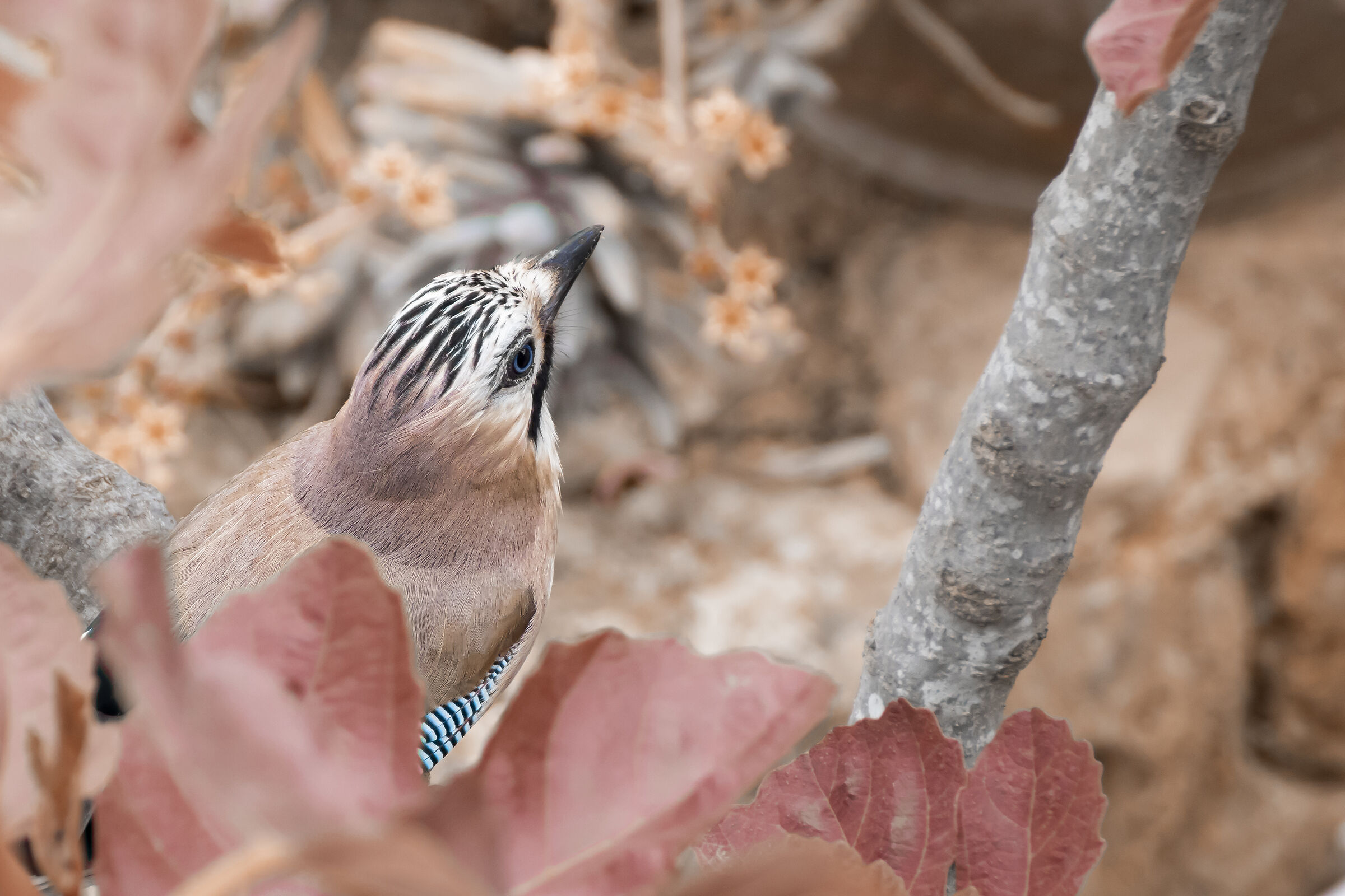 Jay