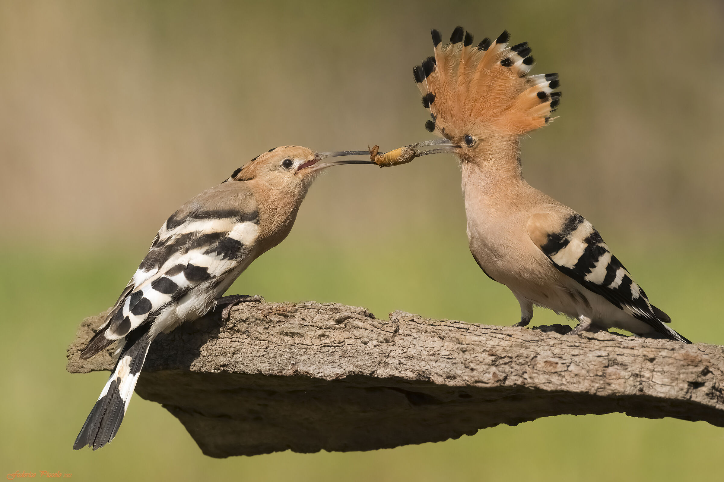 Hoopoe