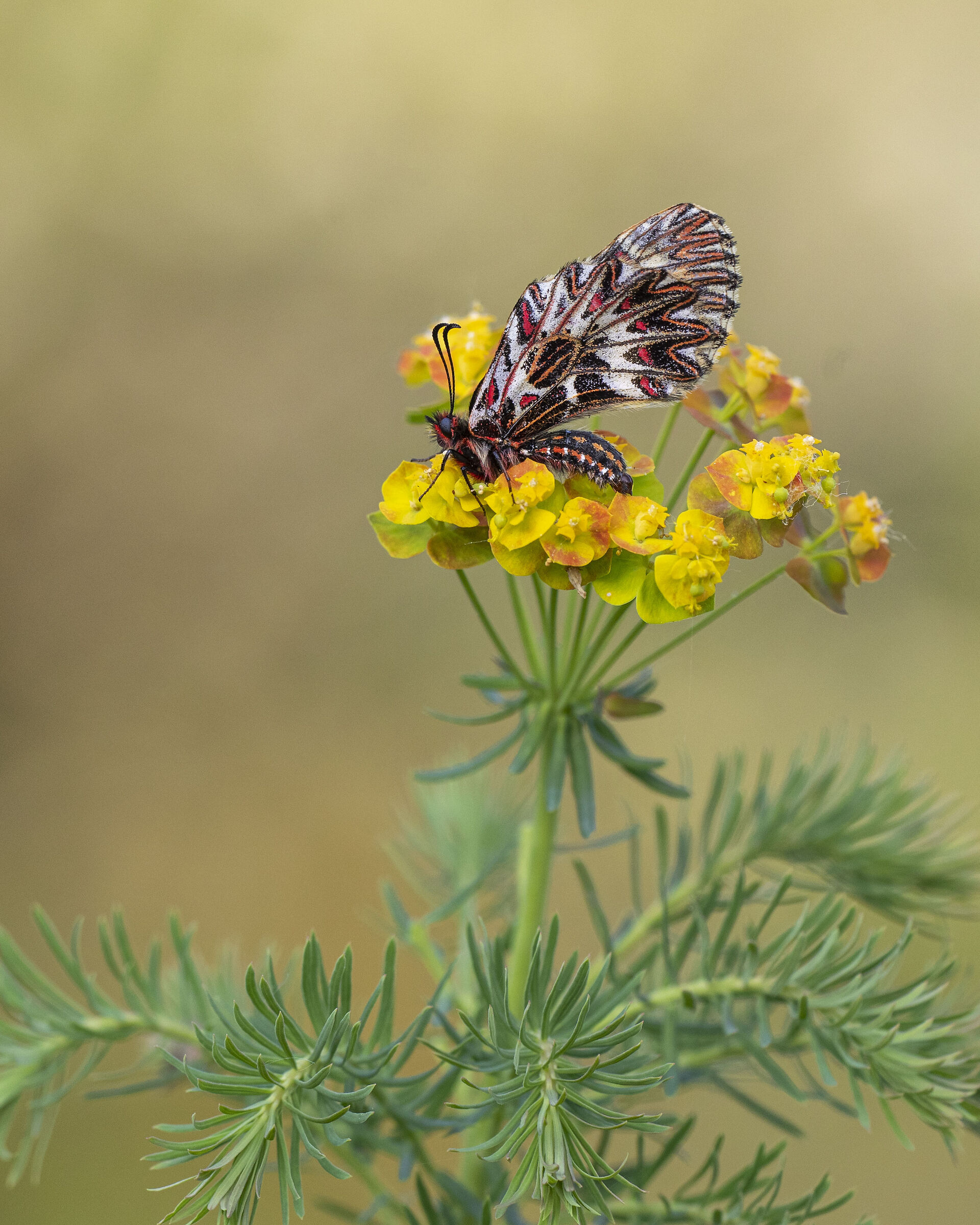 Zerynthia Cassandra