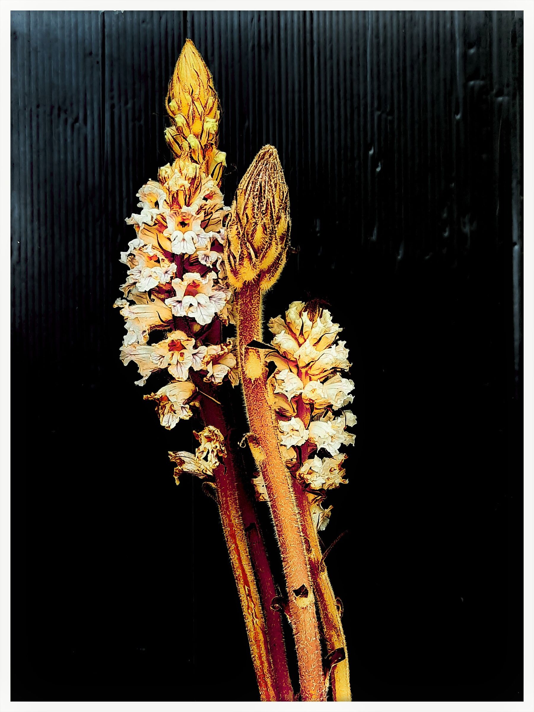 Orobanche minor