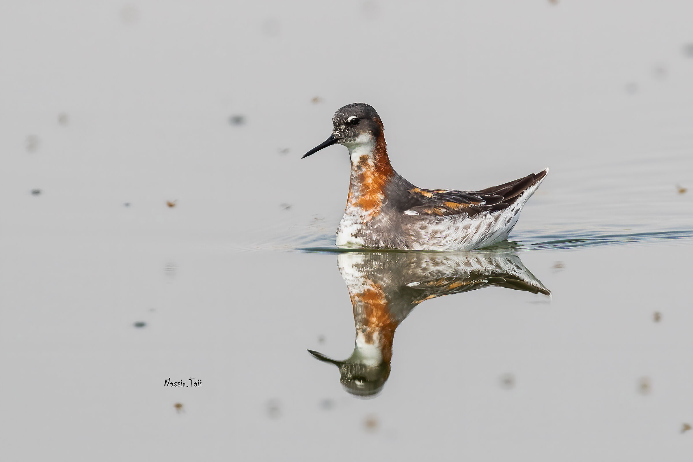 Falarope dal collo rosso