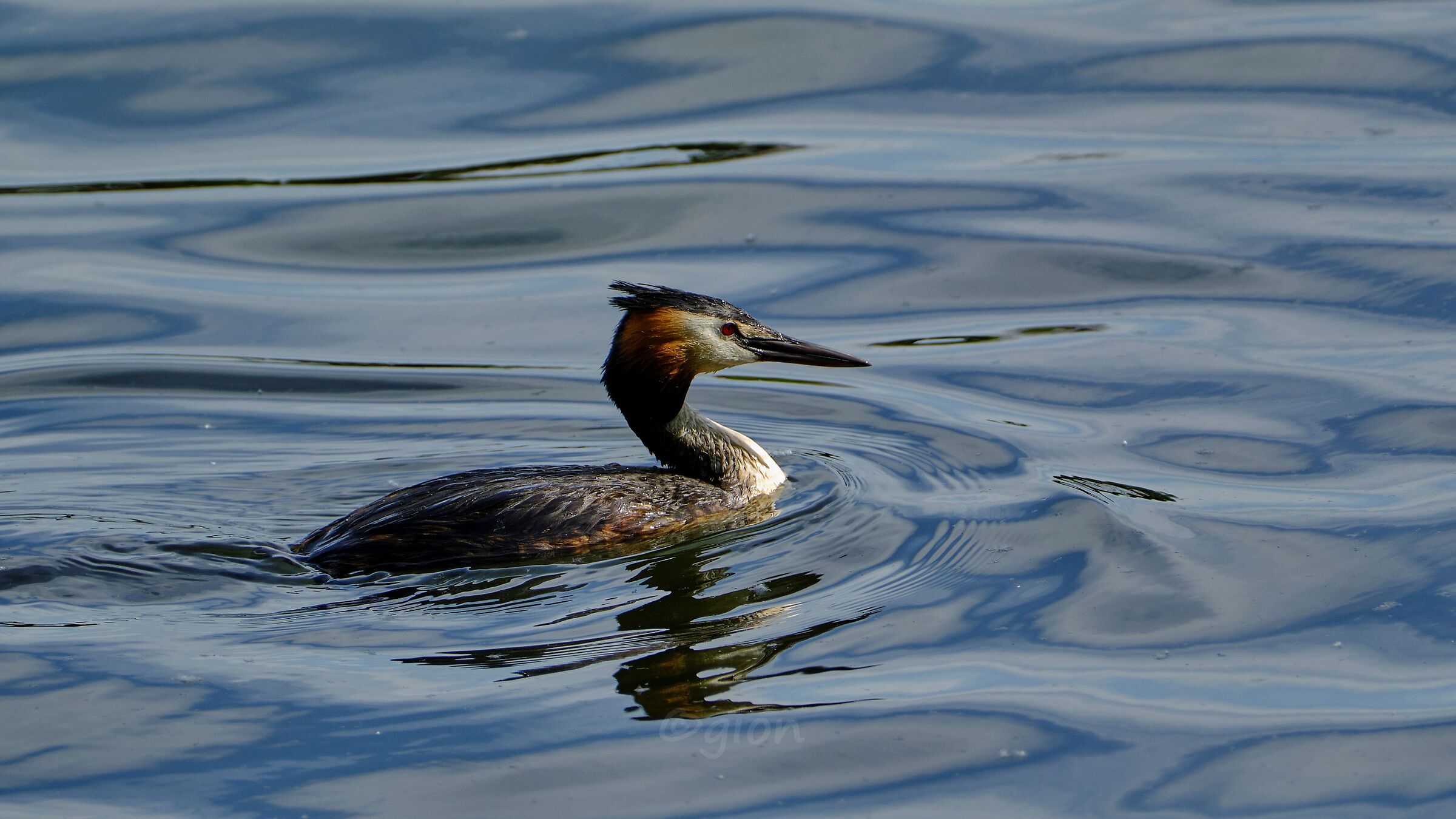 Svasso maggiore: Podiceps cristatus