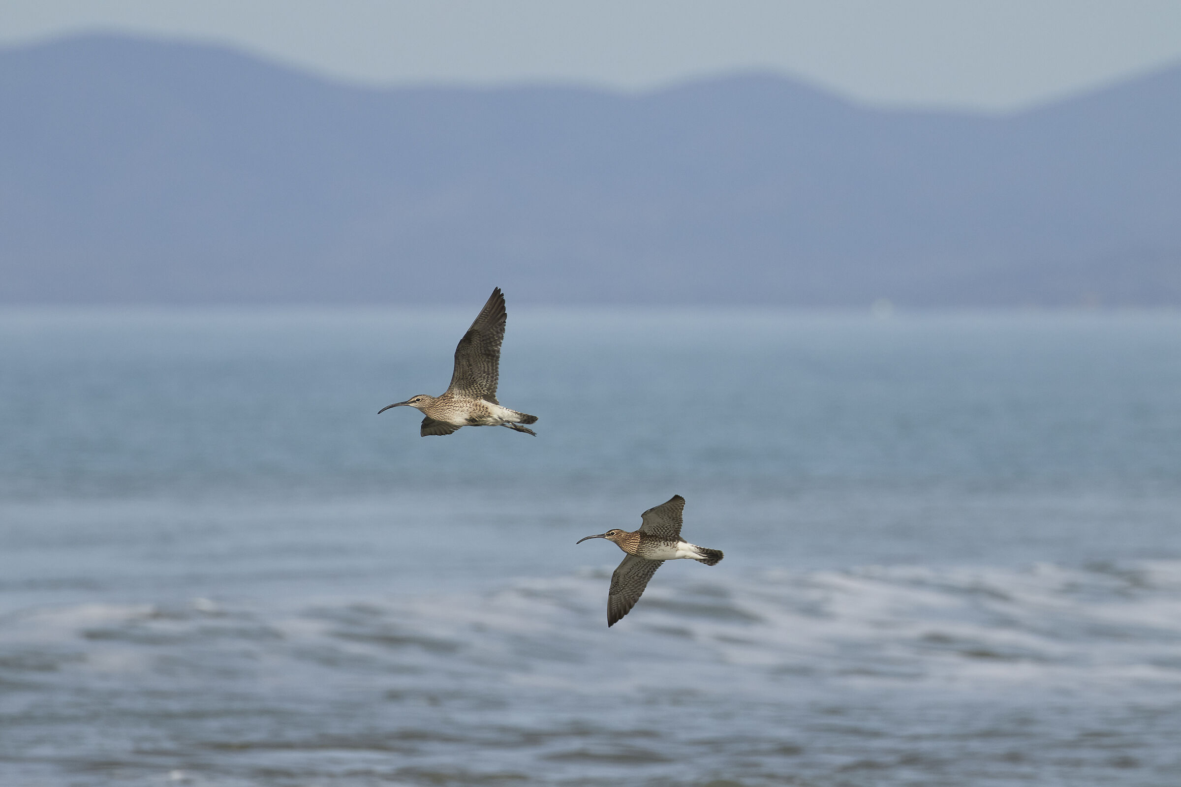Curlews