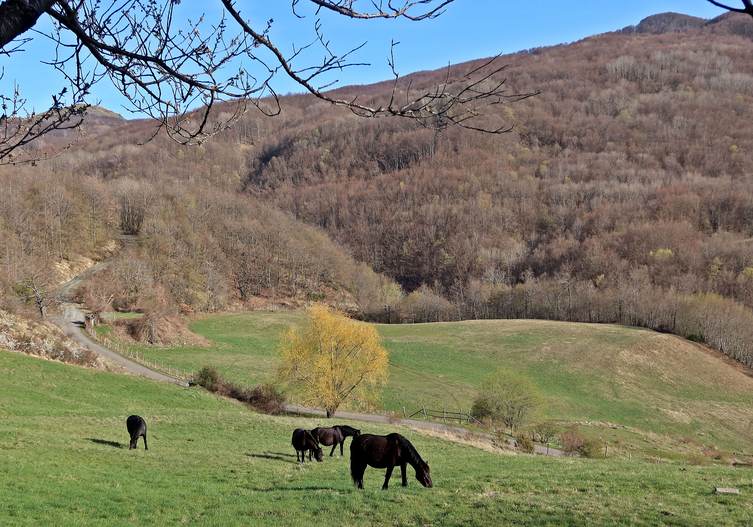 Primavera Nell'Appennino