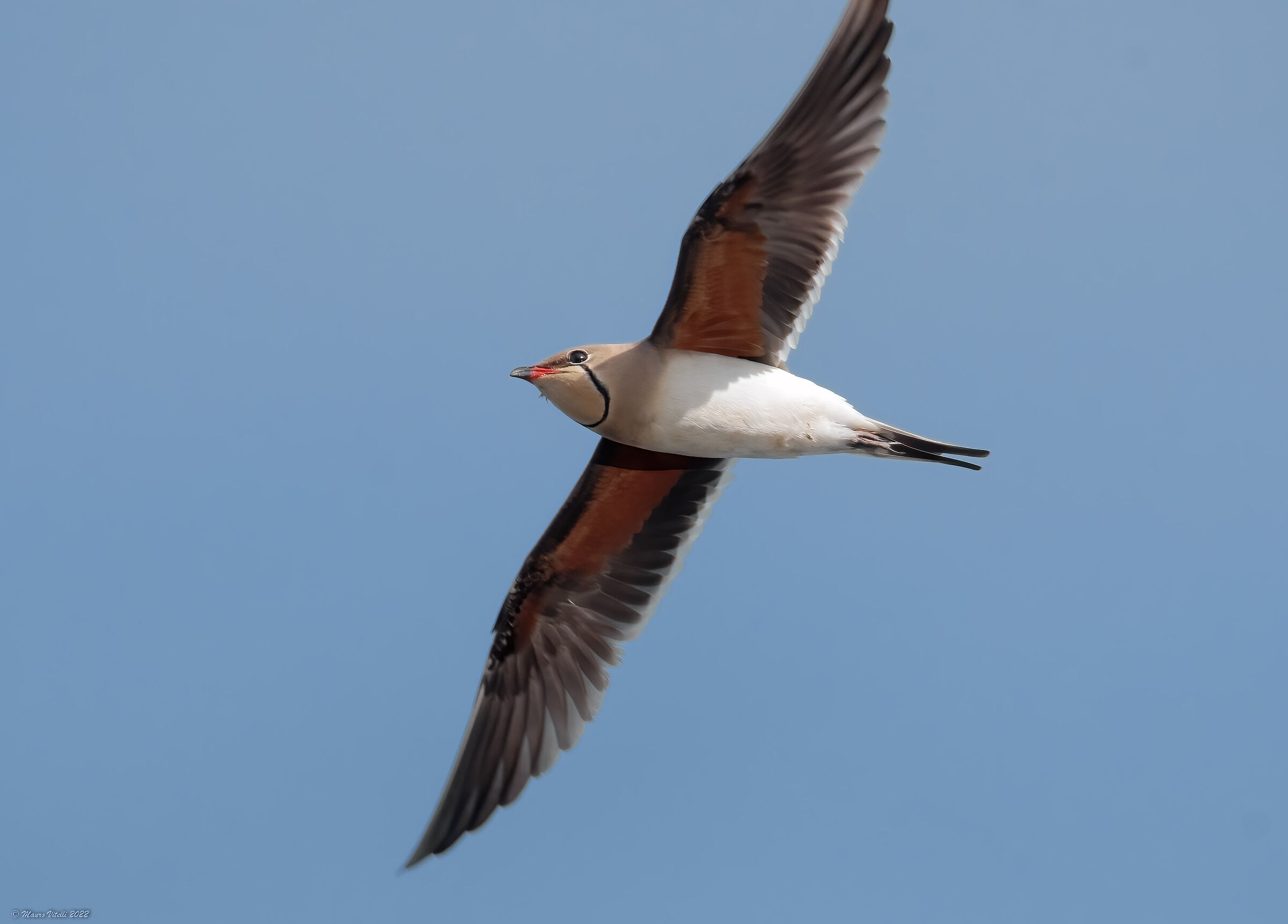 Partridge (Glareola pratincola)