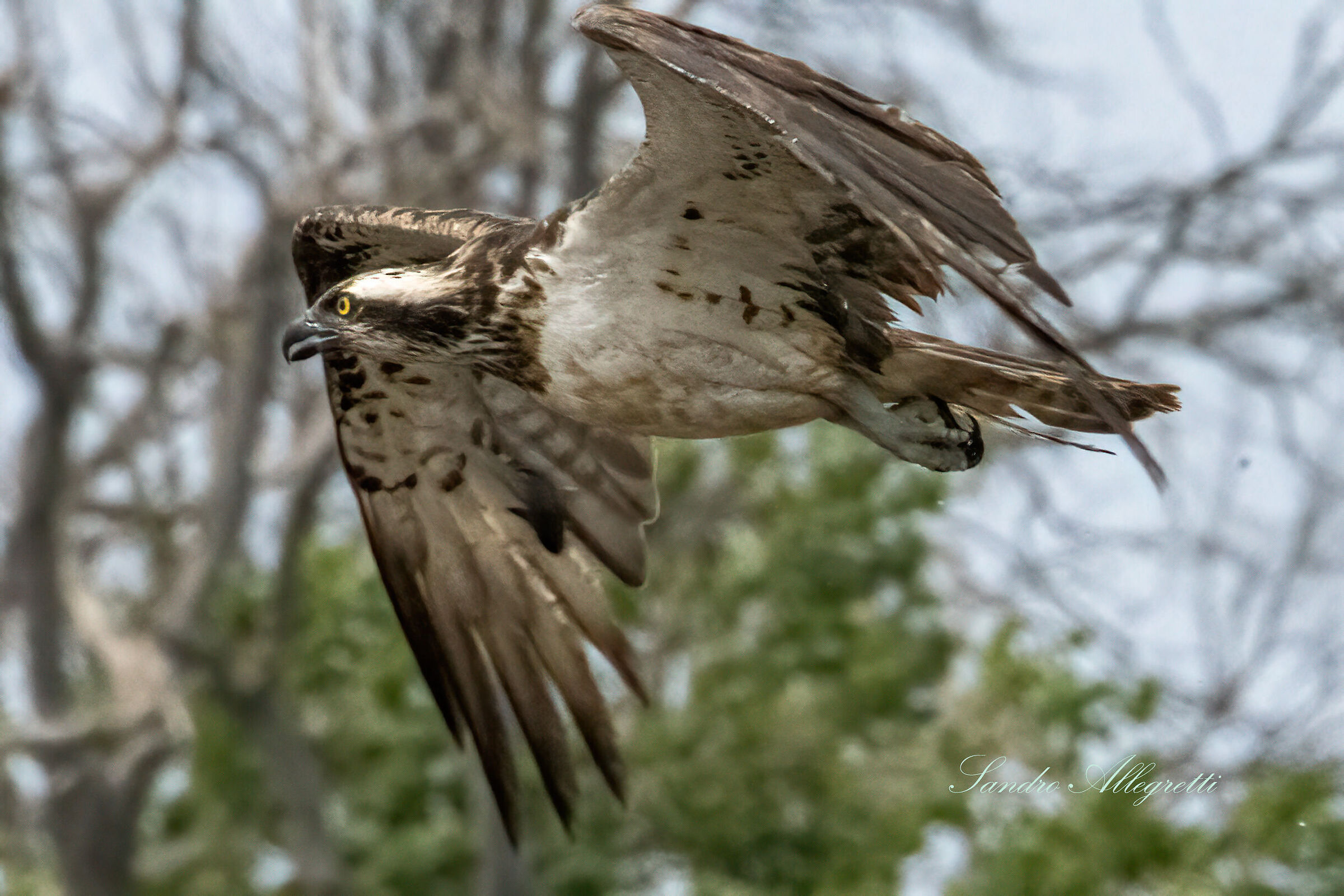 The osprey (Pandion haliaetus)