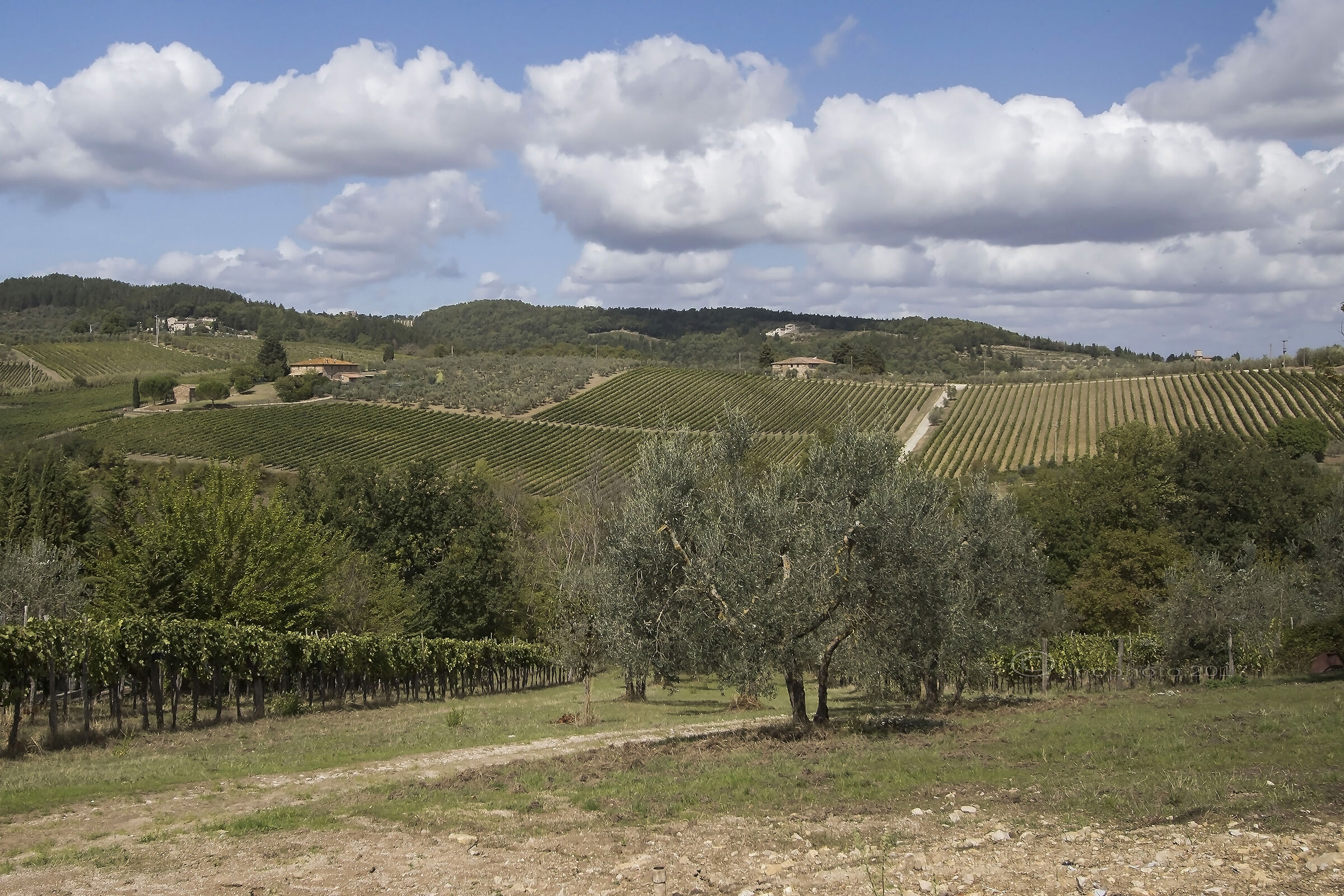 Montefioralle - Uno sguardo sui vigneti