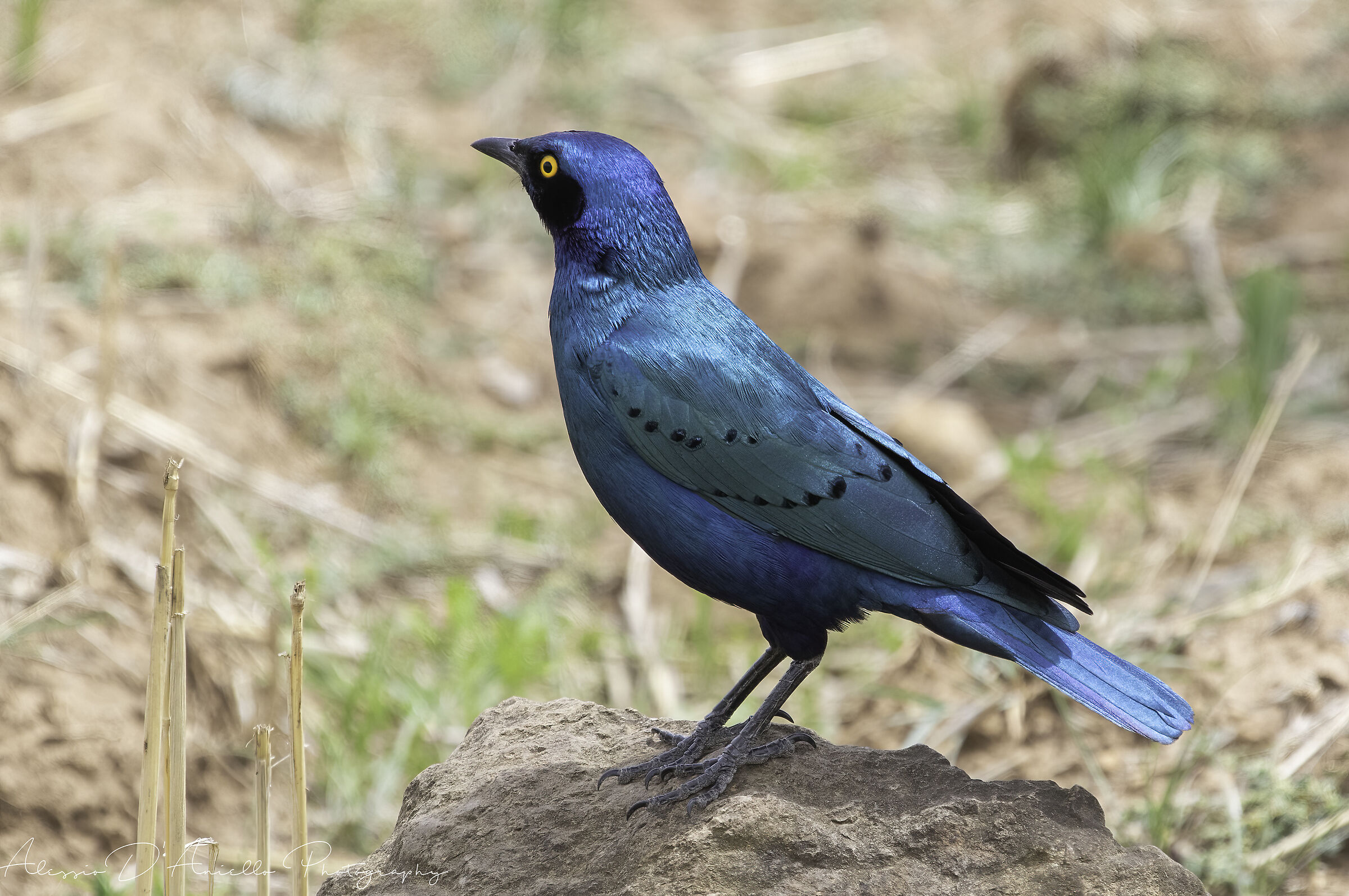 Shining Starling of the Cape