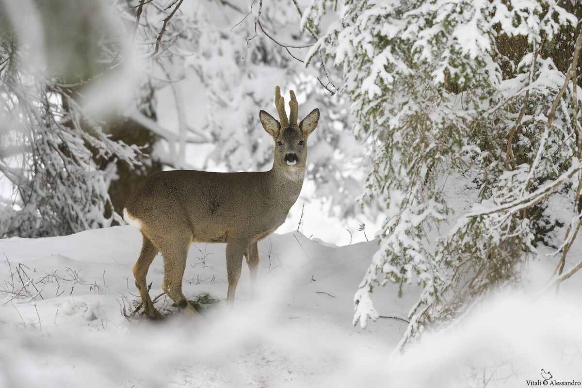 Roe deer in white