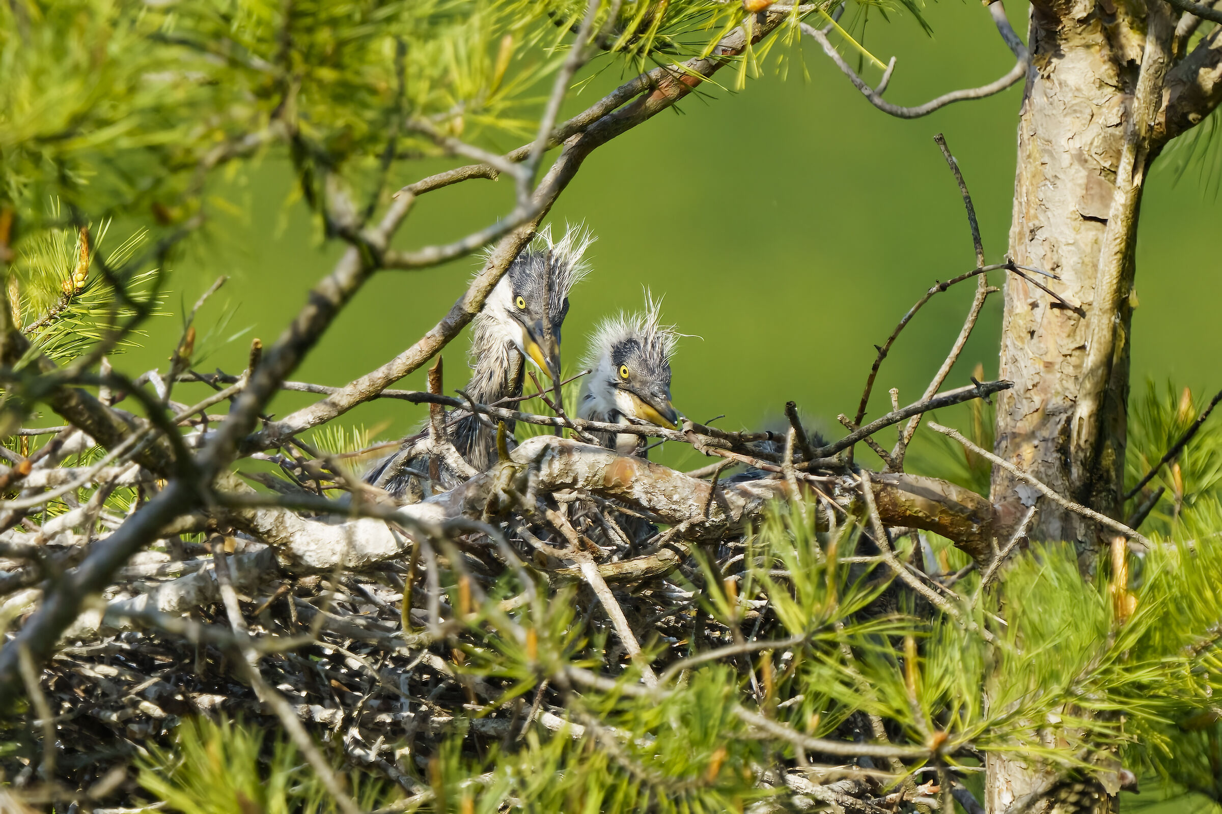 Pulli di airone cenerino
