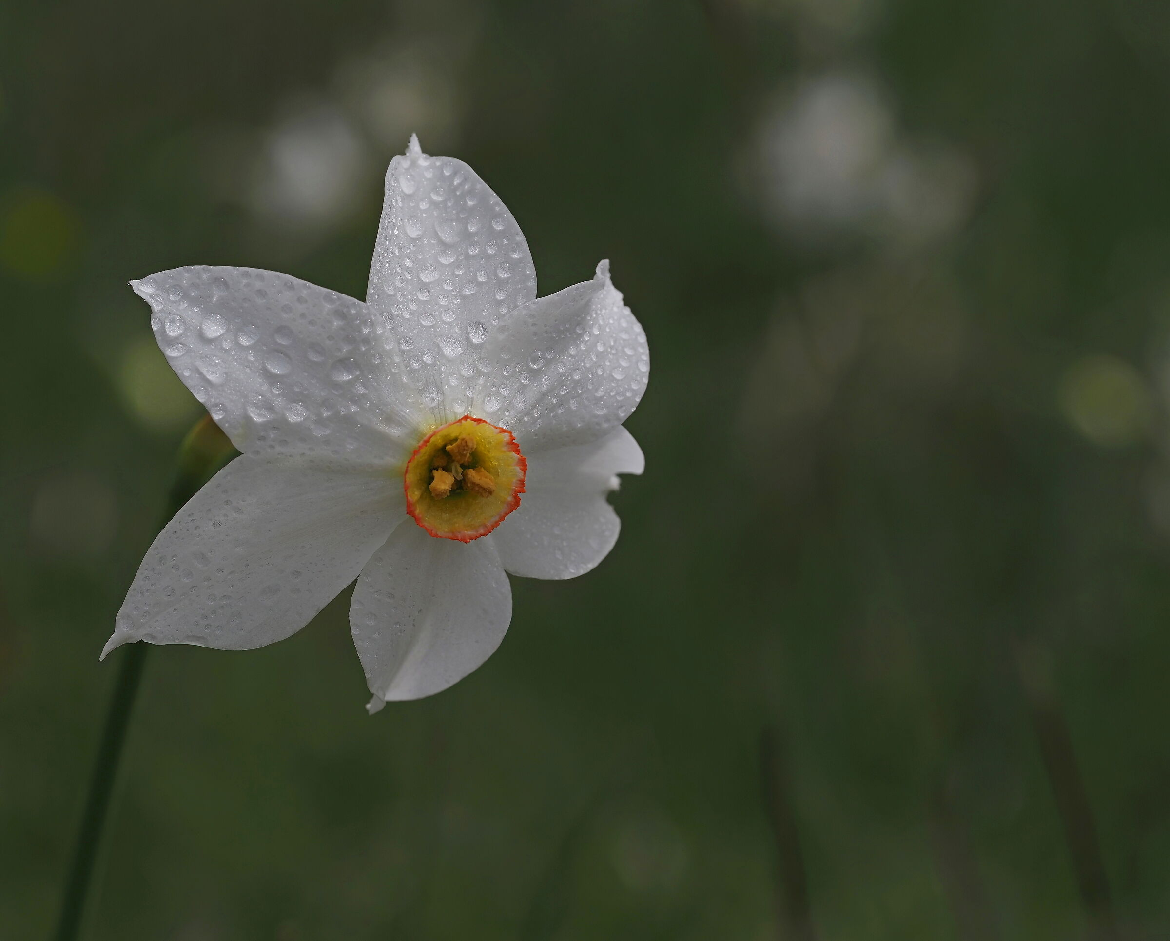 Le lacrime di Narciso