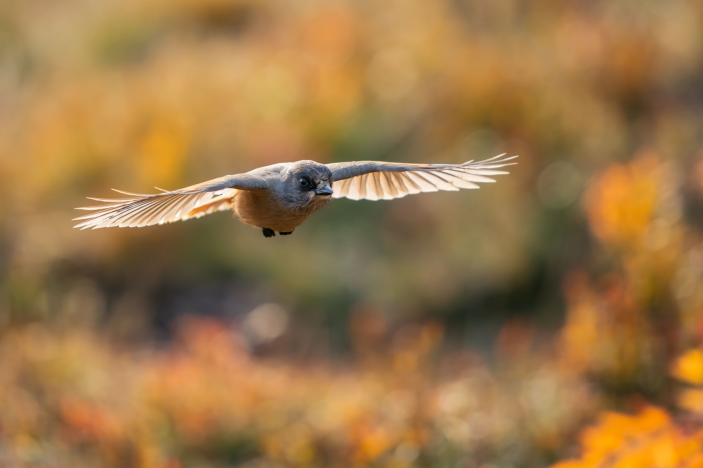 Siberiana in controluce autunnale