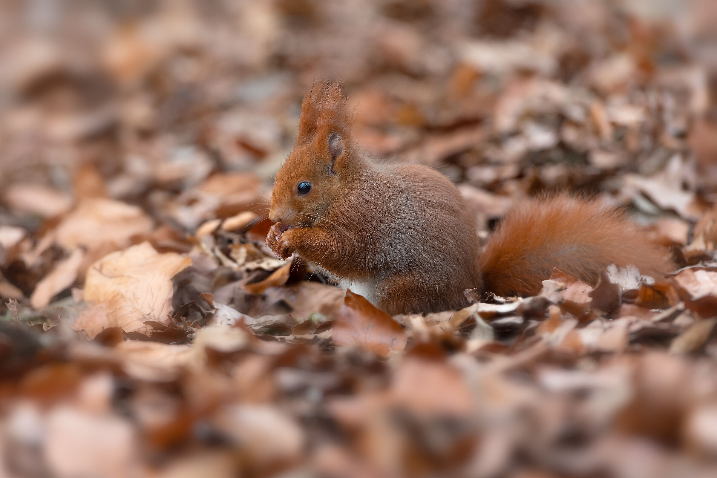 Camouflage squirrel