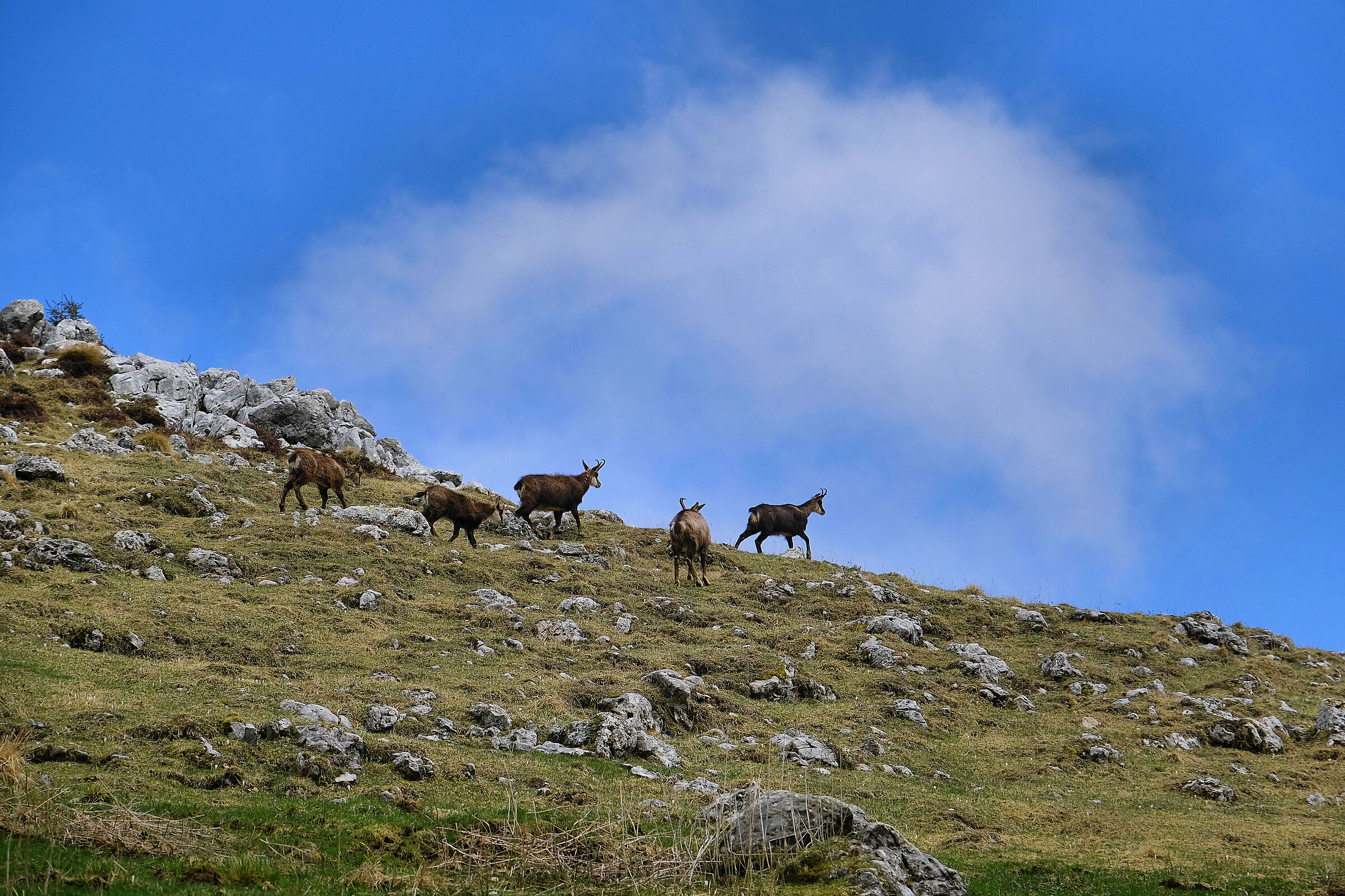 Camosci in... chi cerca chi