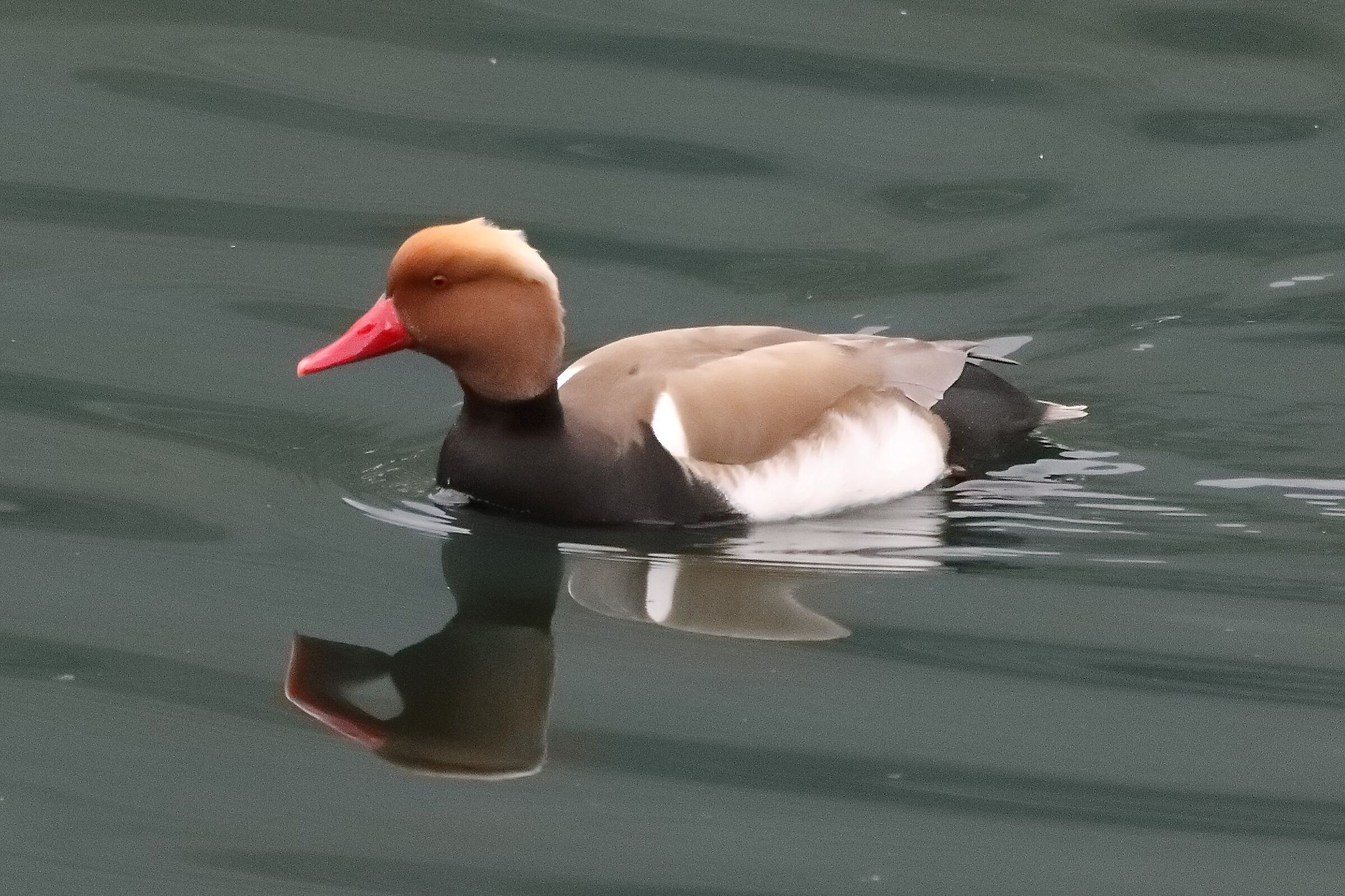 fistone turco 23-04-2022