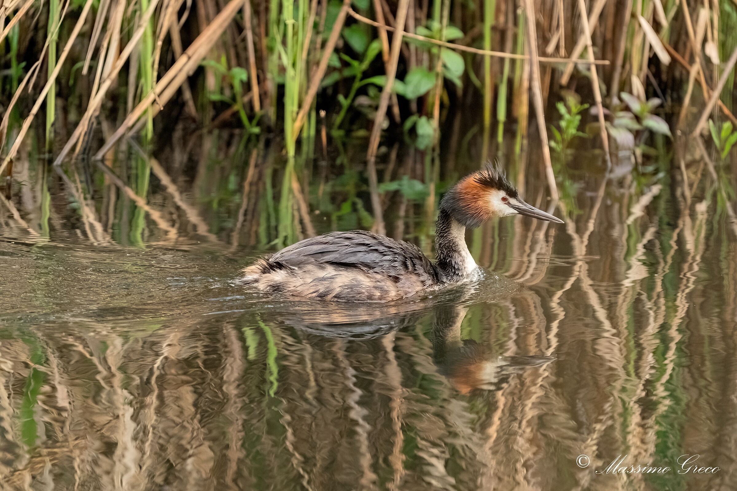 Svasso maggiore (Podiceps cristatus)