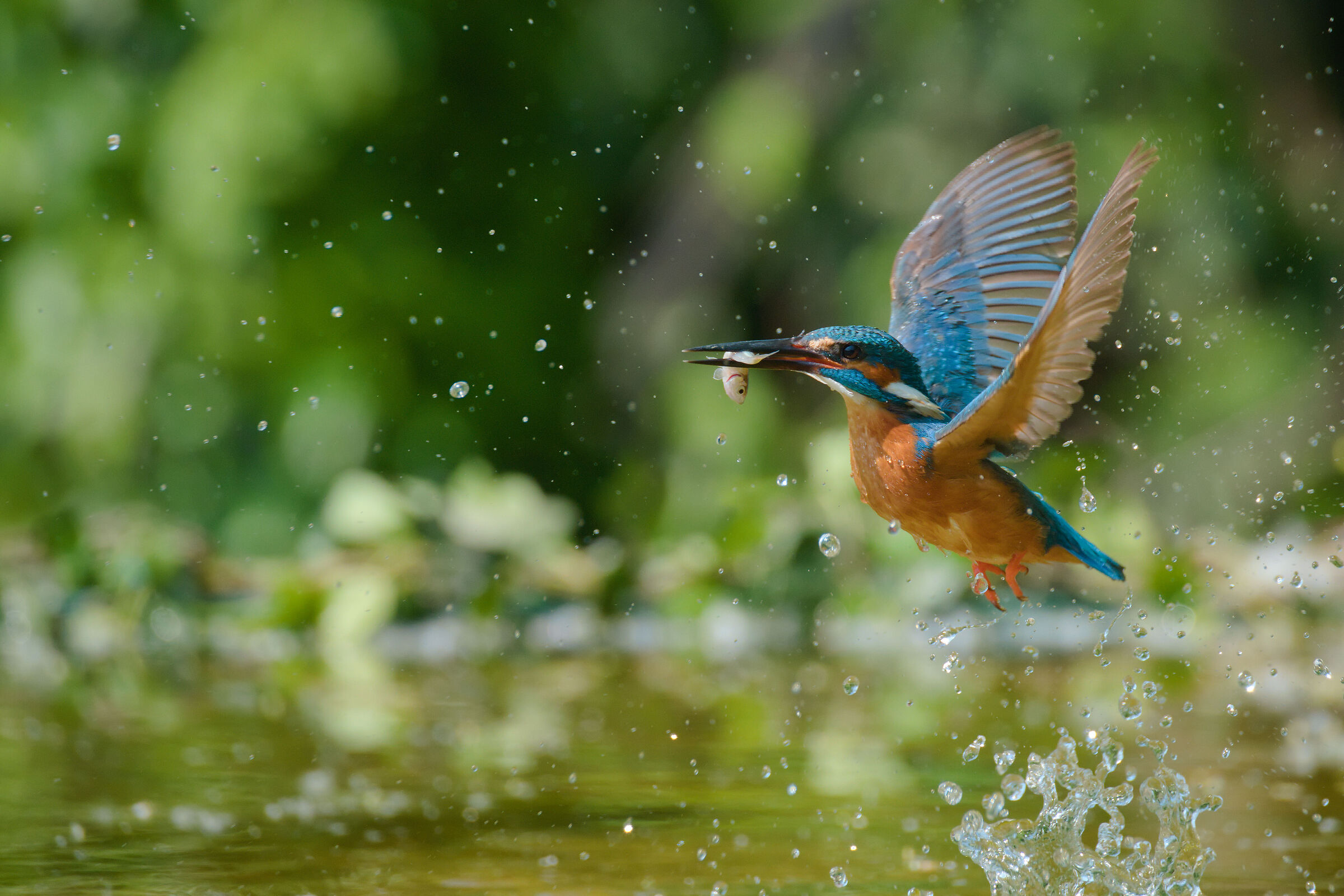 Kingfisher