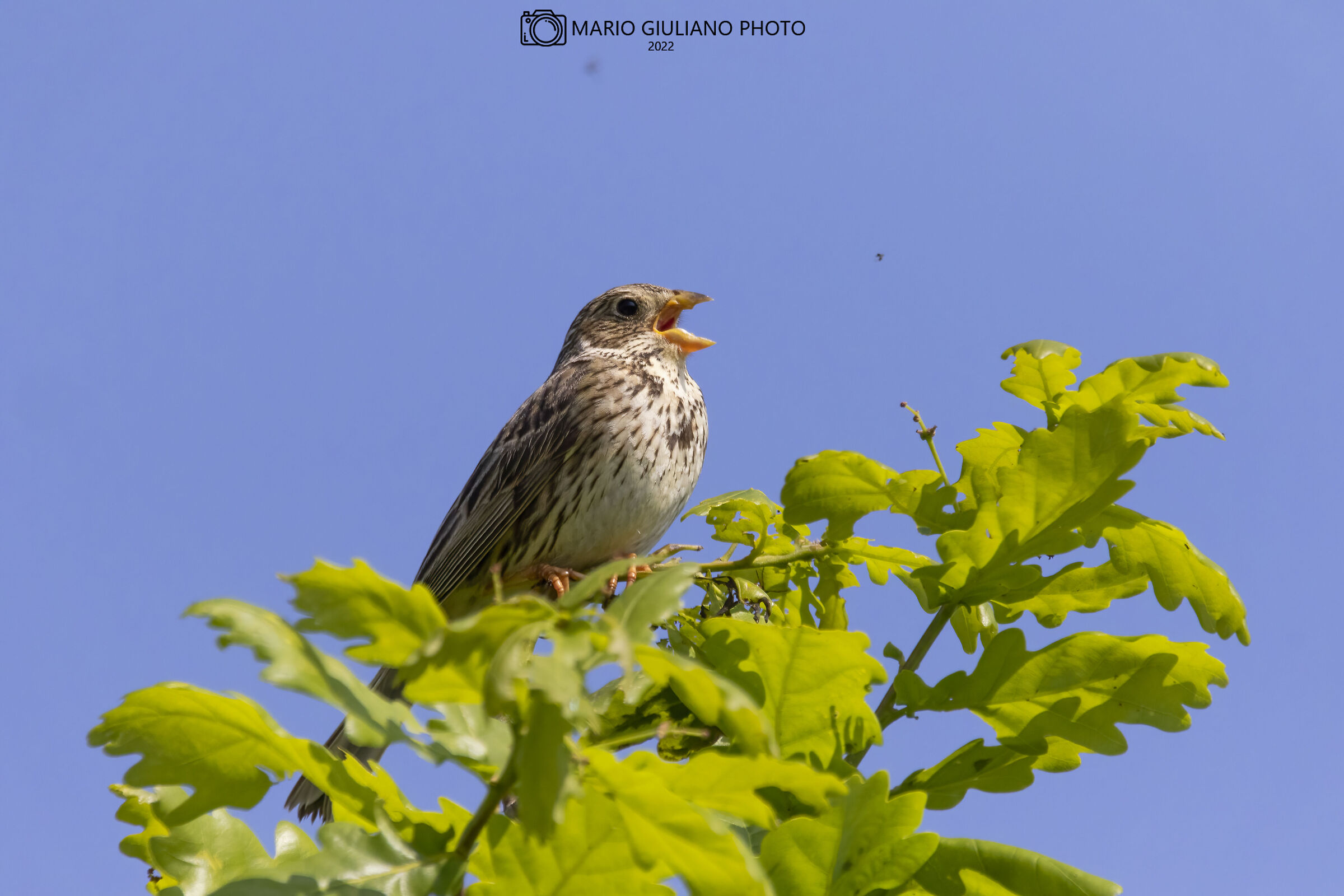 Corn bunting