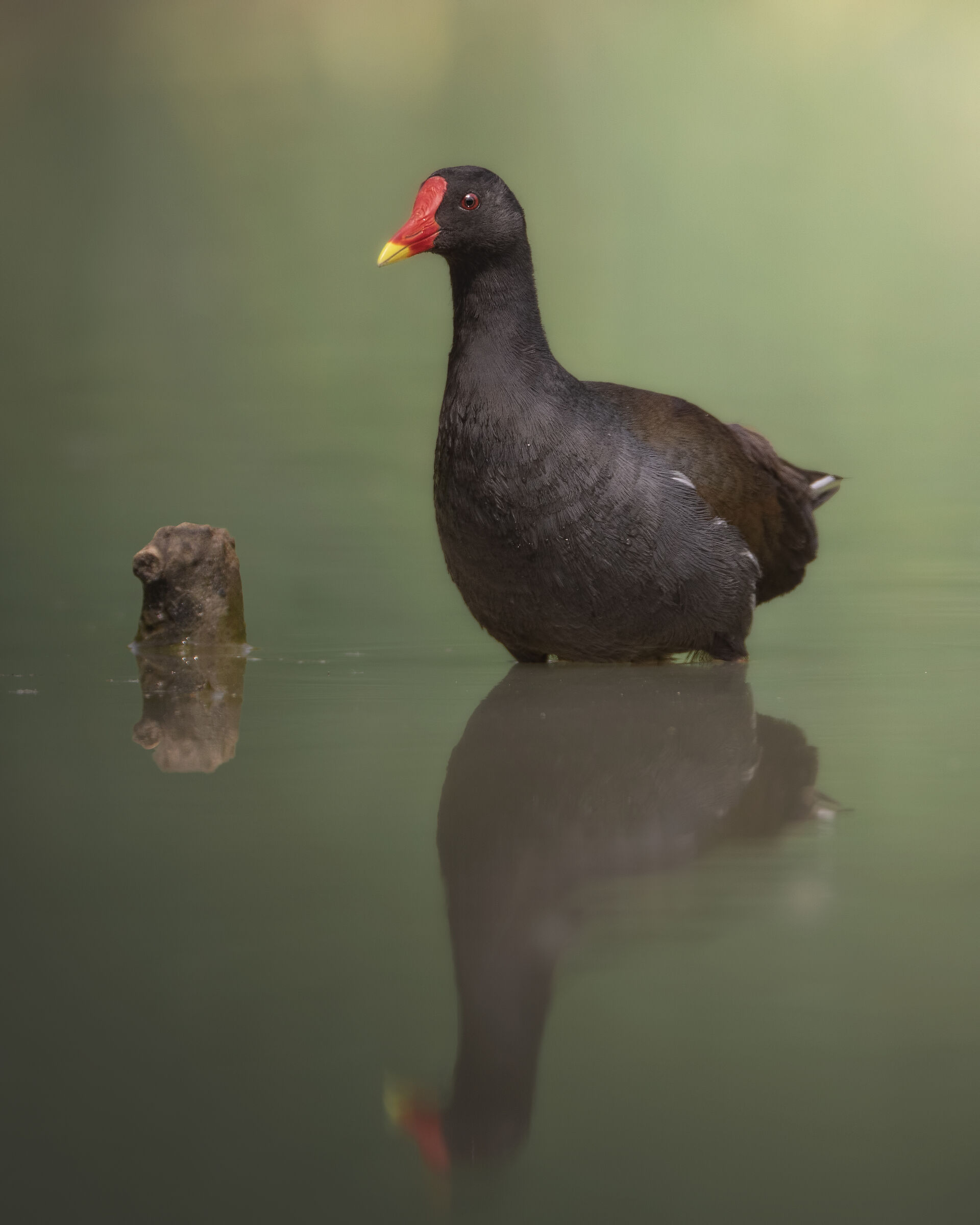 Gallinella d'acqua
