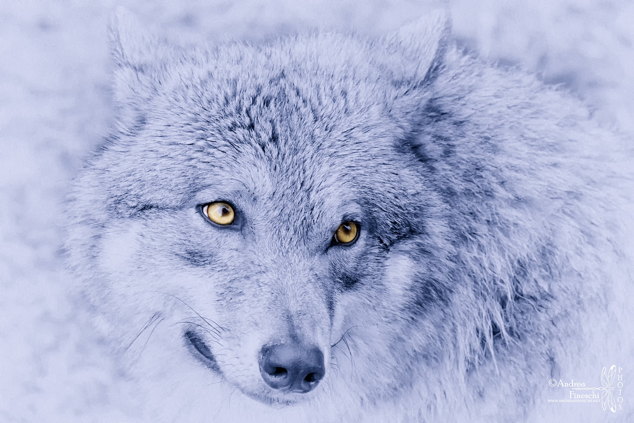 Il Meta-lupo (George Martin's direwolf)