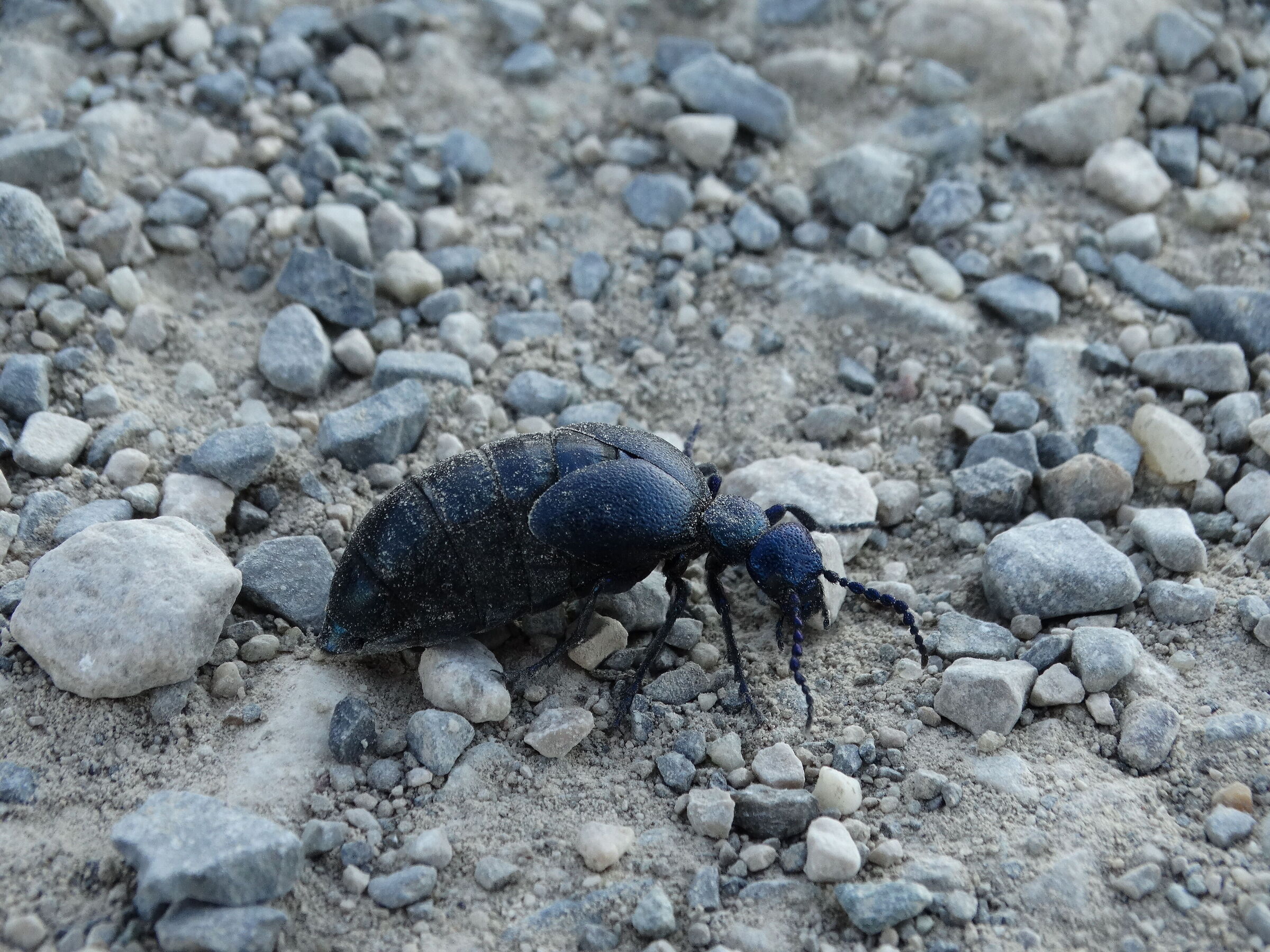 Insect