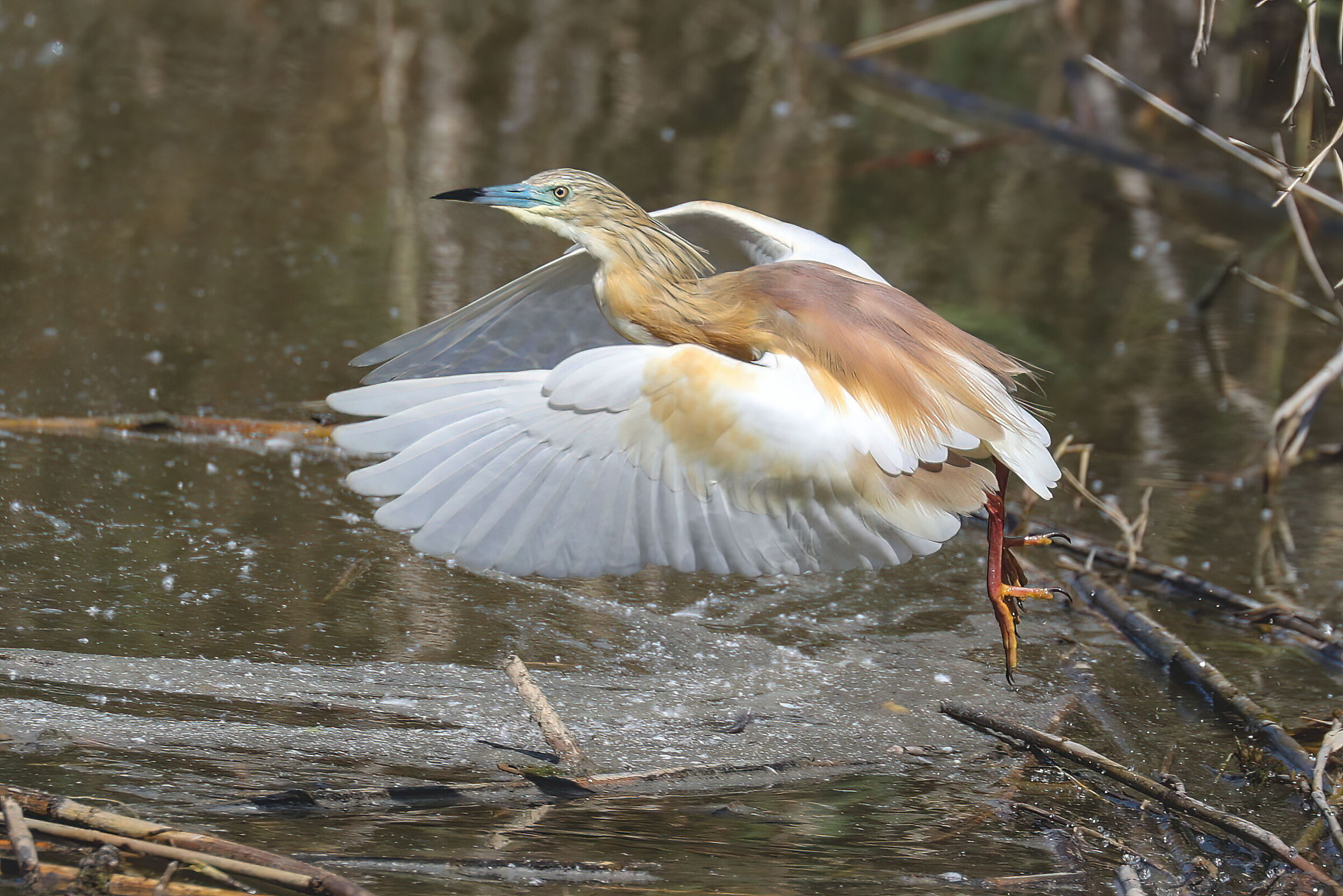 Squacco heron