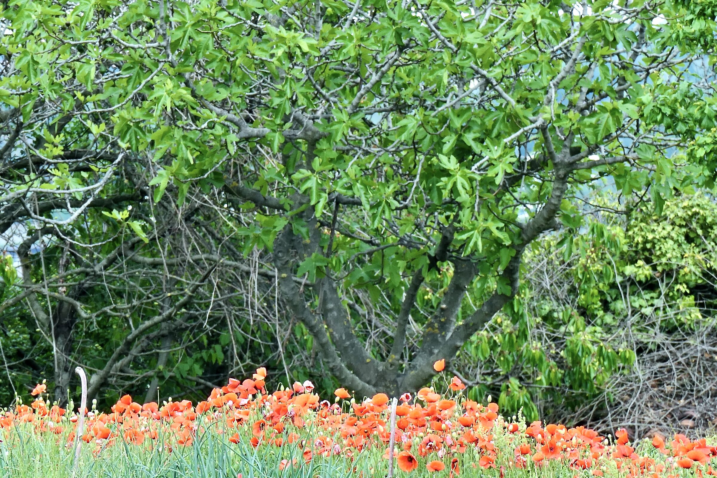 do you know that poppies .......