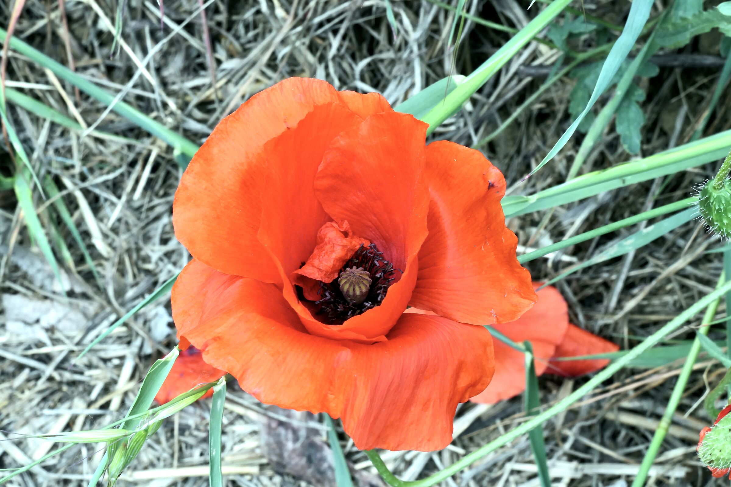 real poppy