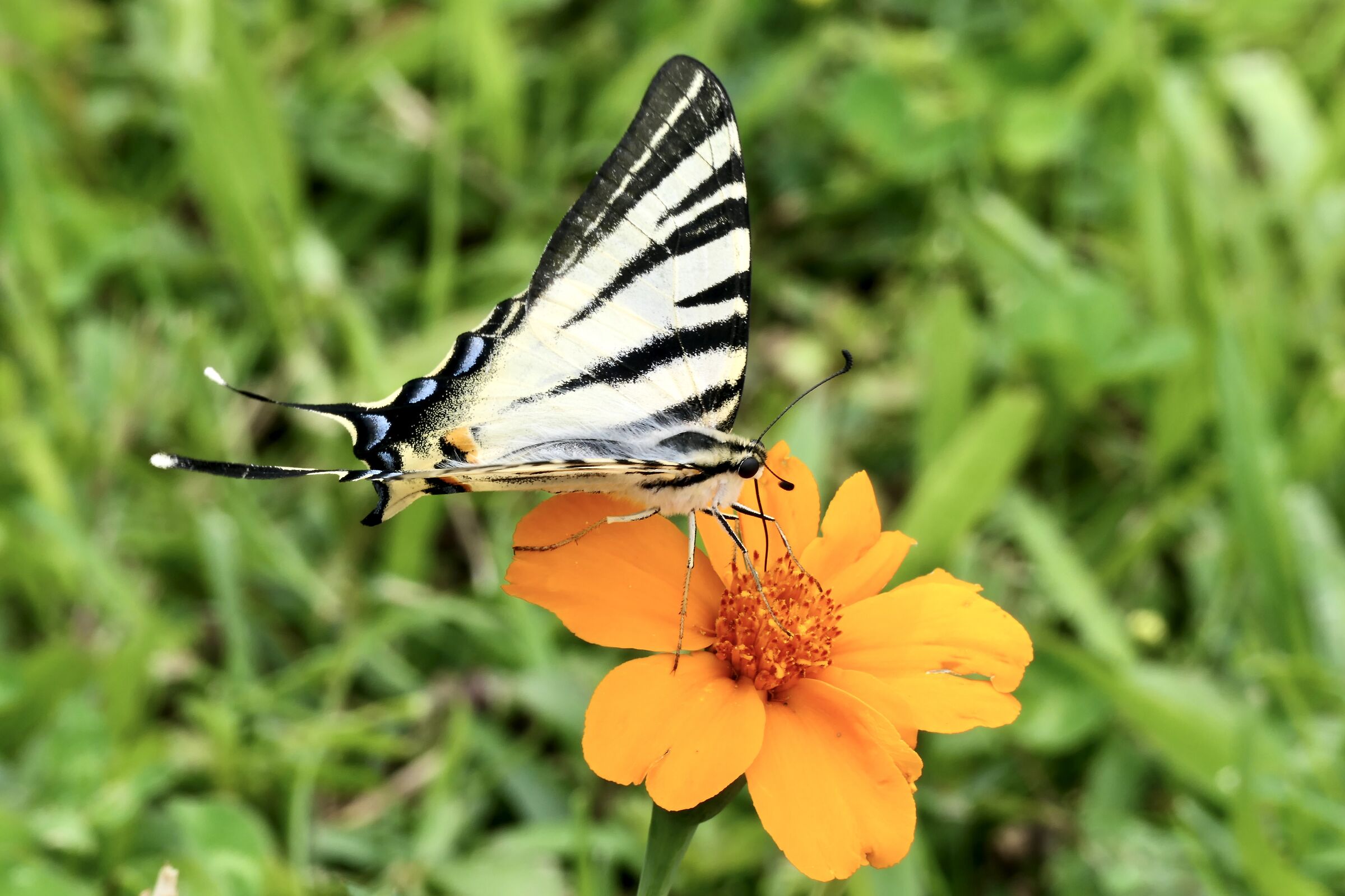 butterfly on flower