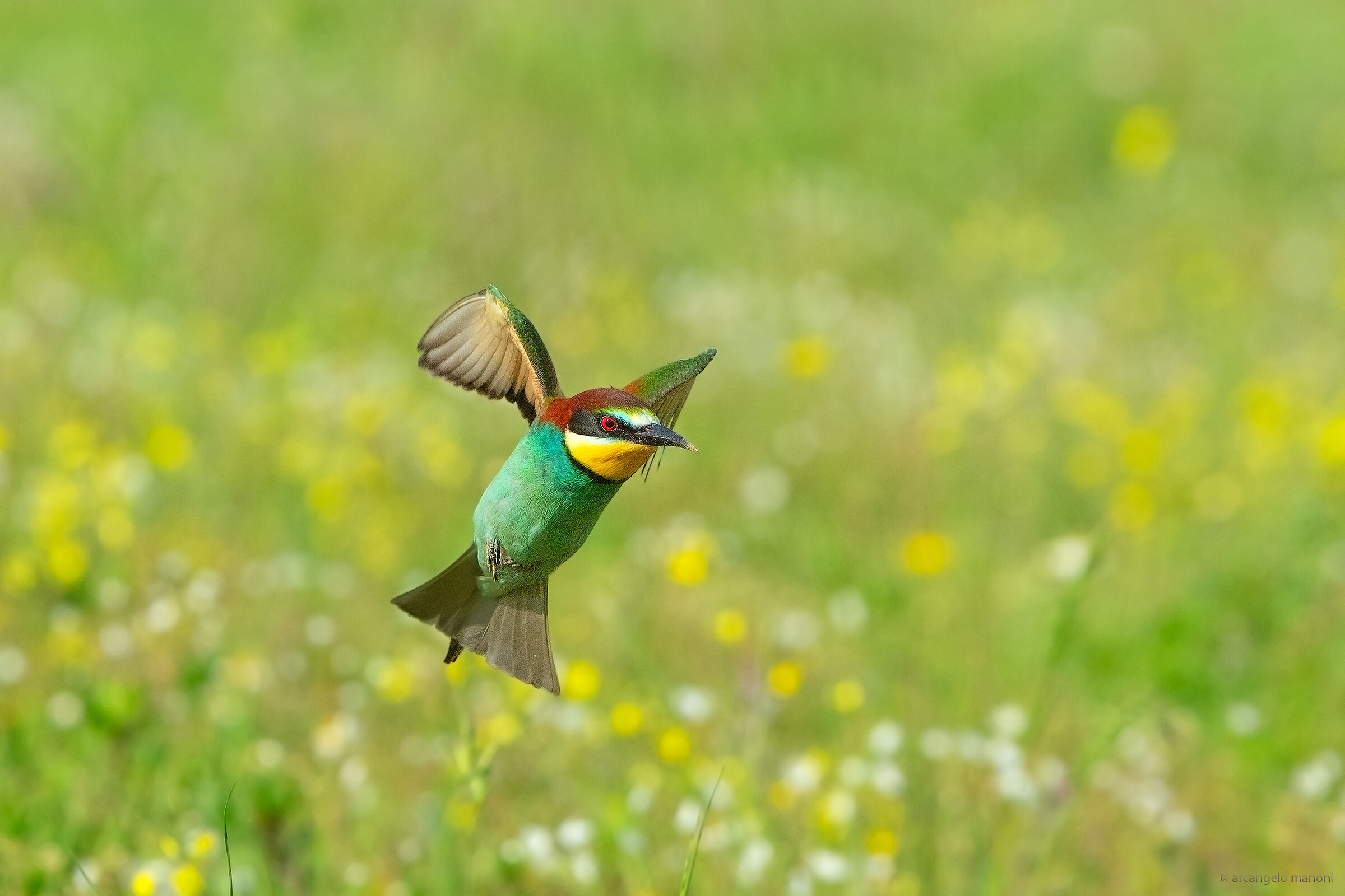 Il portatore della primavera