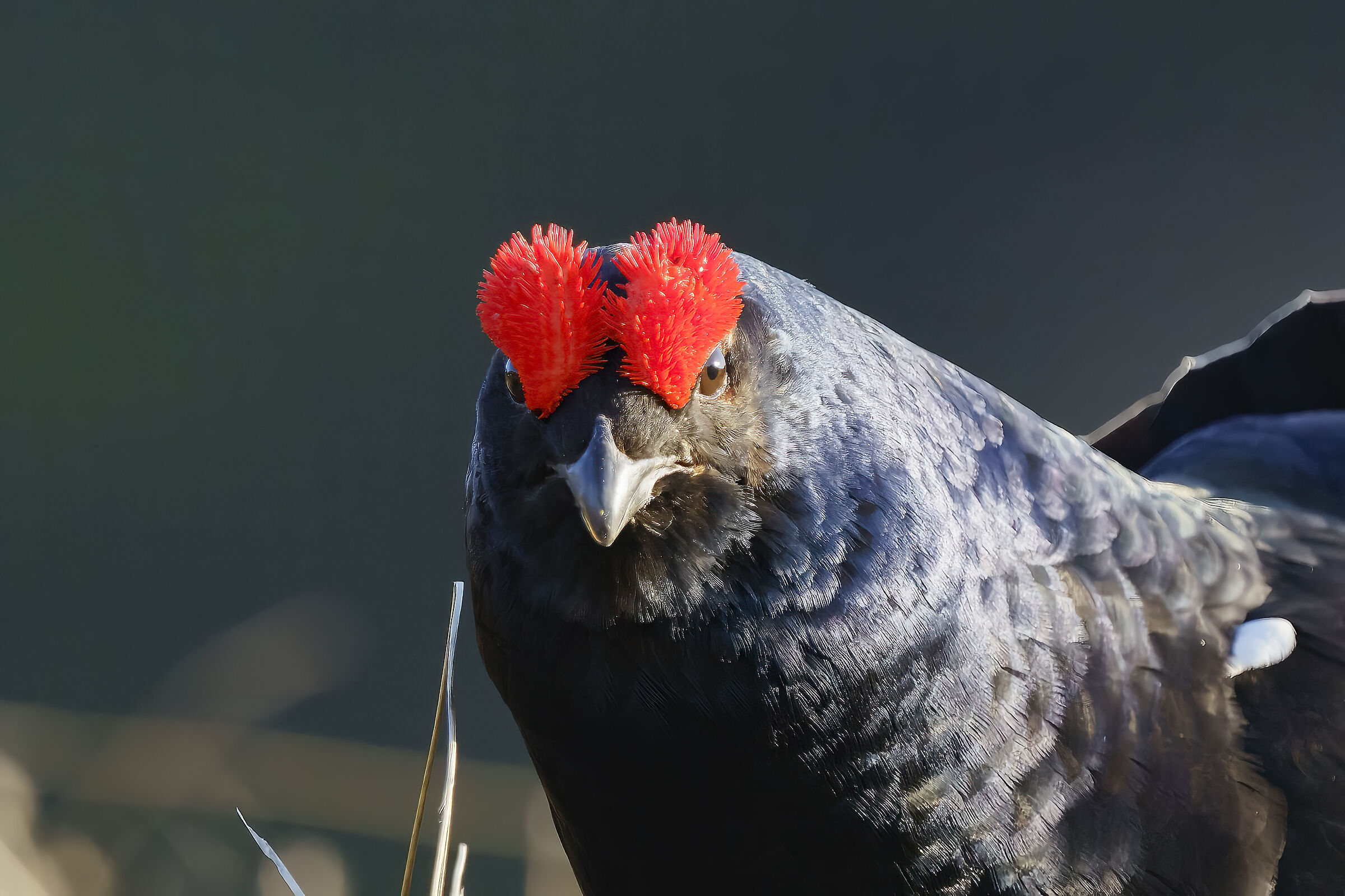 A tu per tu con il gallo forcello