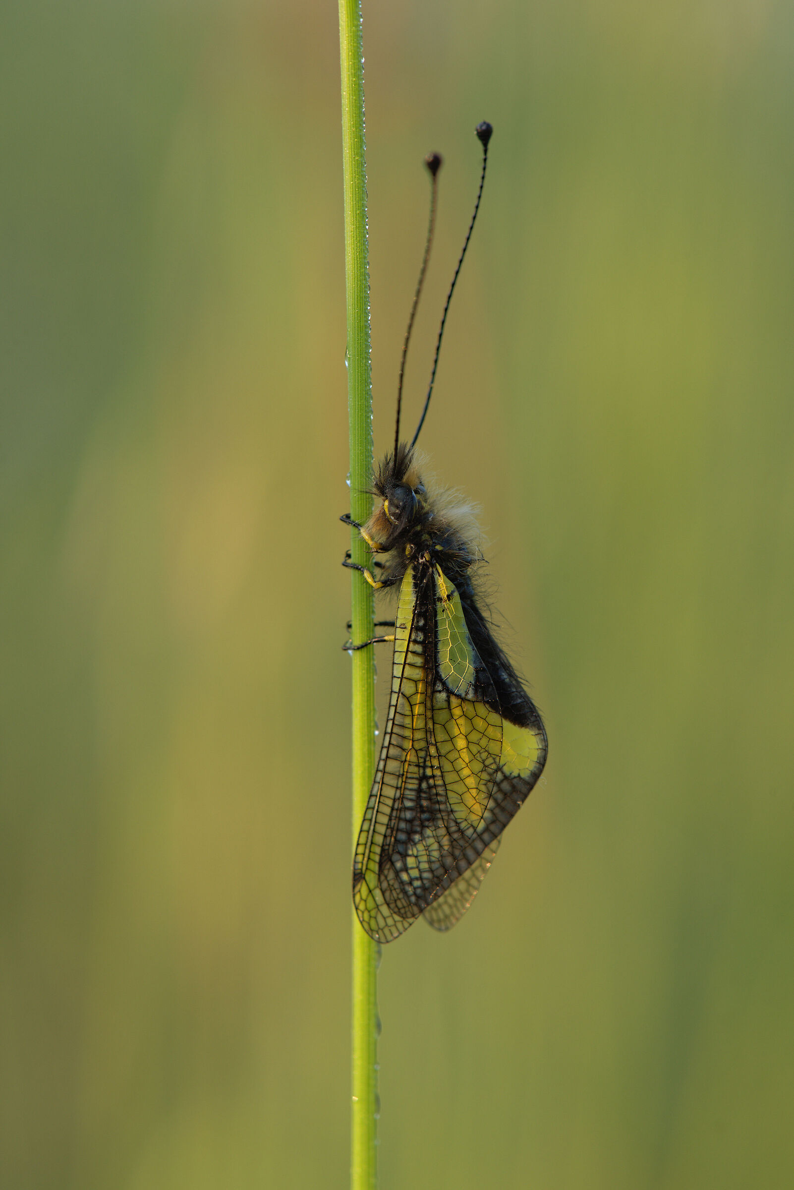 Libelloides coccajus