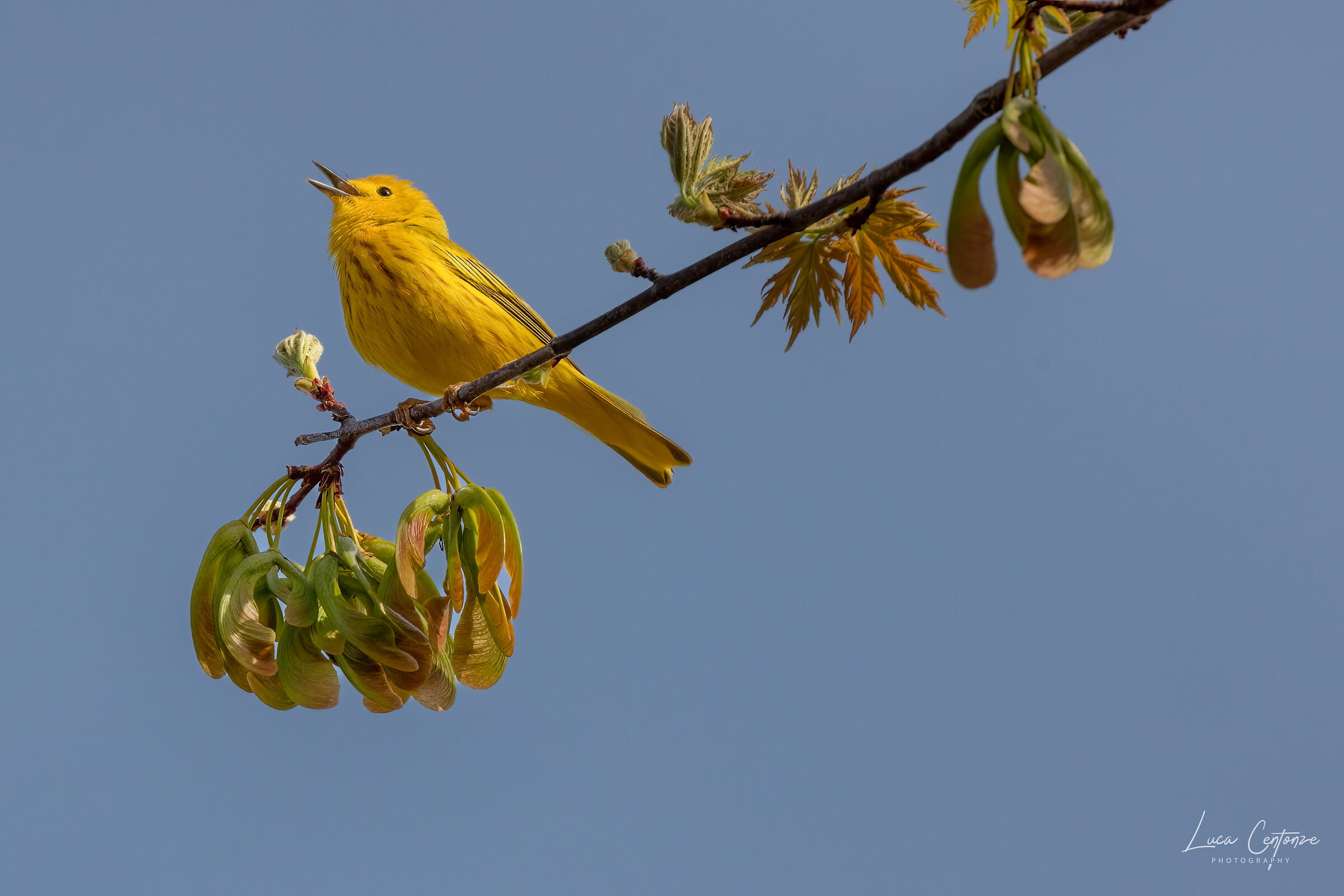 E che giallo sia ! (Yellow Warbler)
