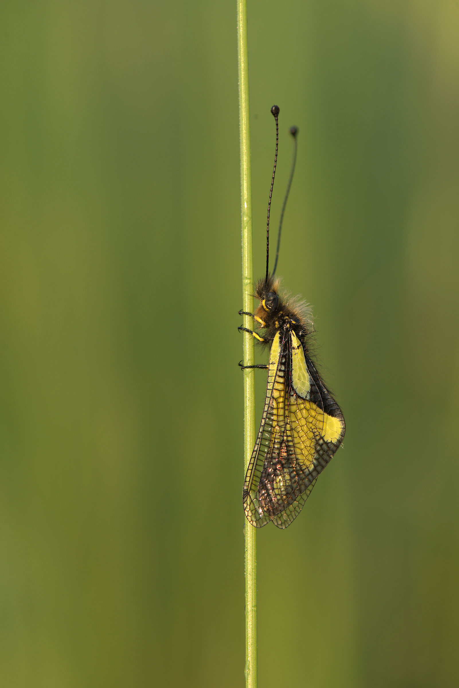 Libelloides coccajus